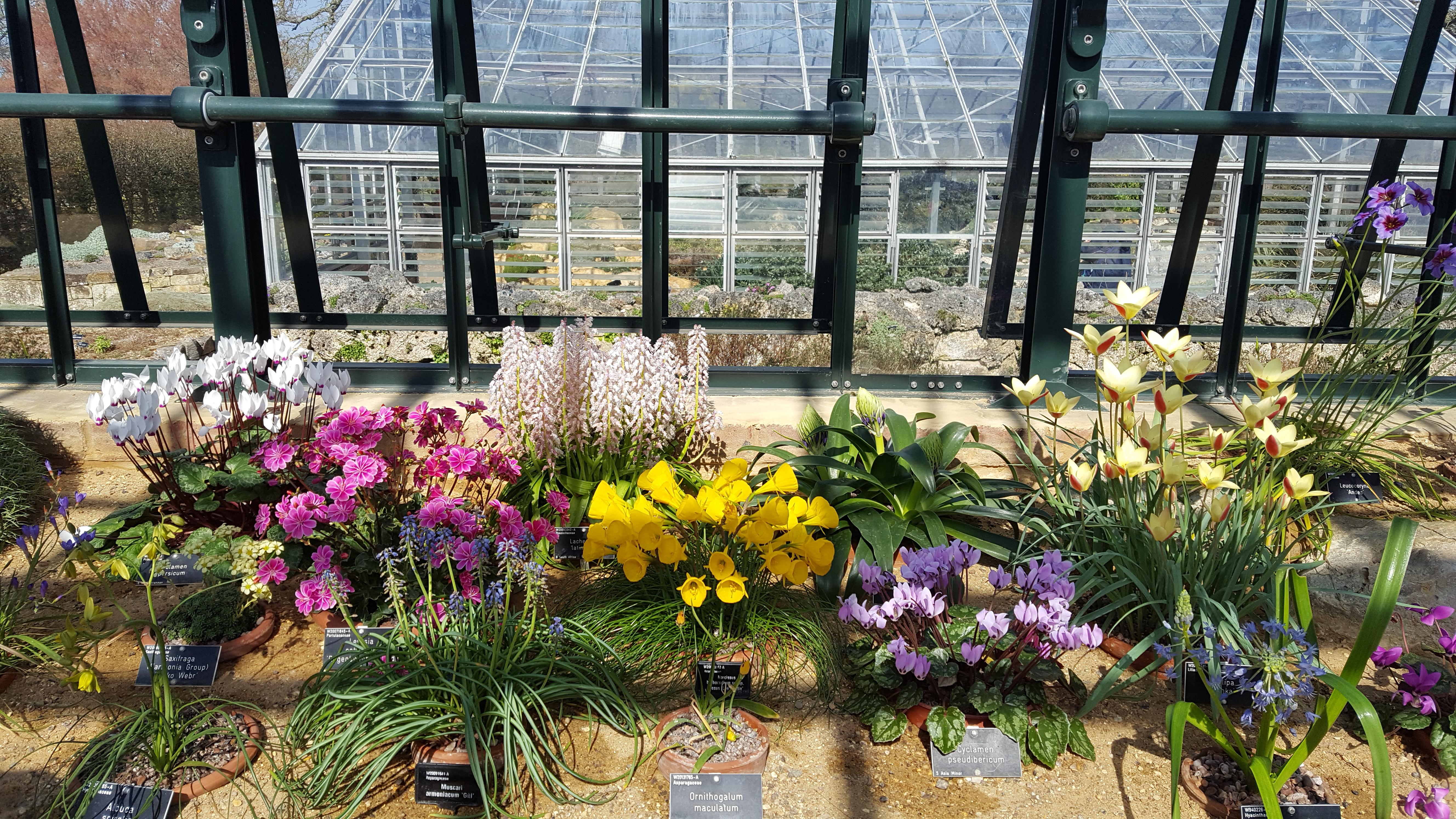Alpine house at RHS Wisley UK on Monday. r/gardening