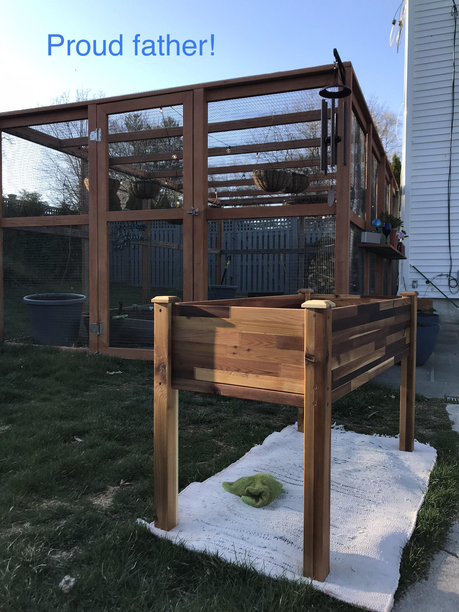 It’s a boy! Linseed oil to seal the raised bed. Proud father of the new