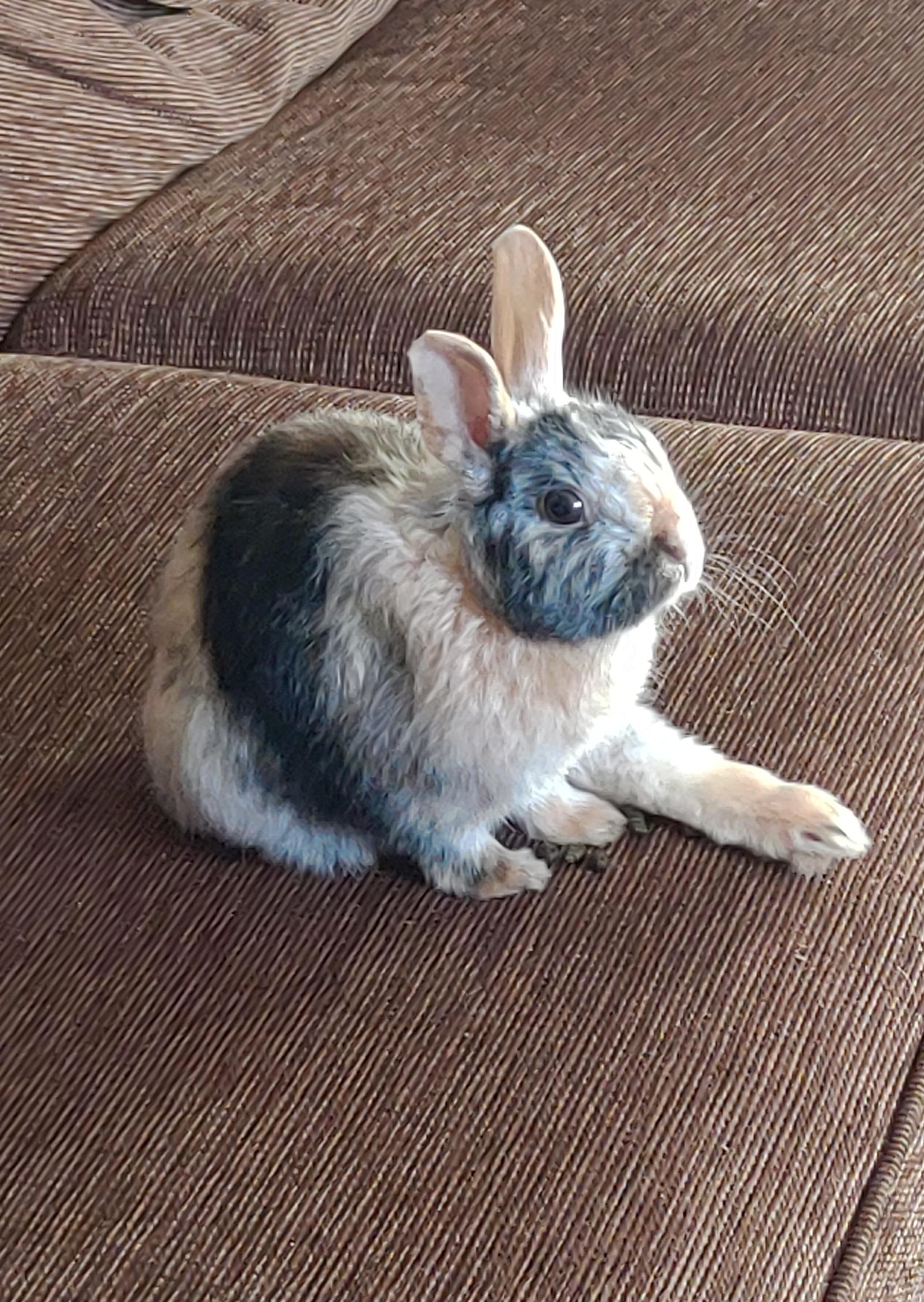 Leg r/Rabbits