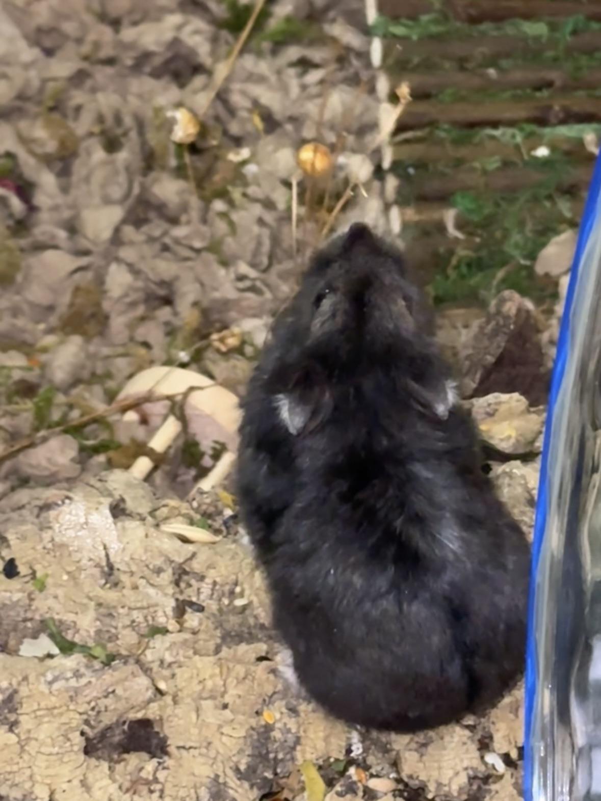 My hamster discovered Flax seeds now she won’t have any other sprays r/hamstercare