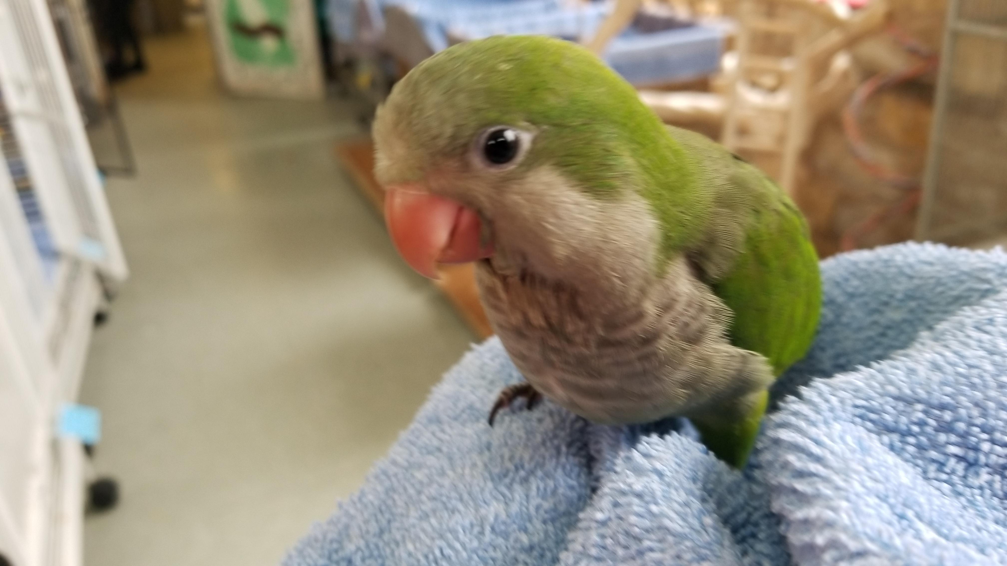 My quaker parrot pickles r/aww