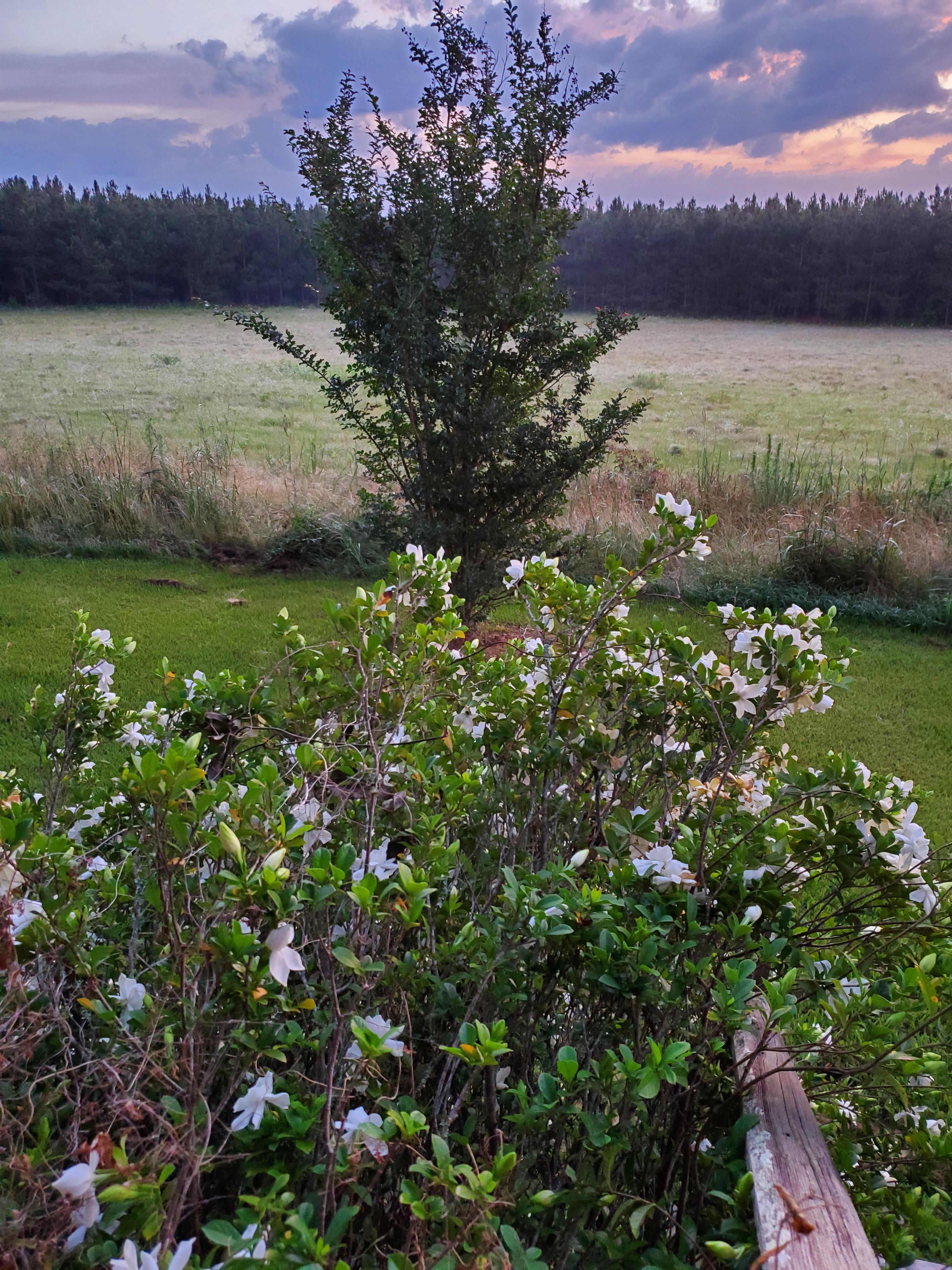 Jasmine. Oh the smell. r/gardening