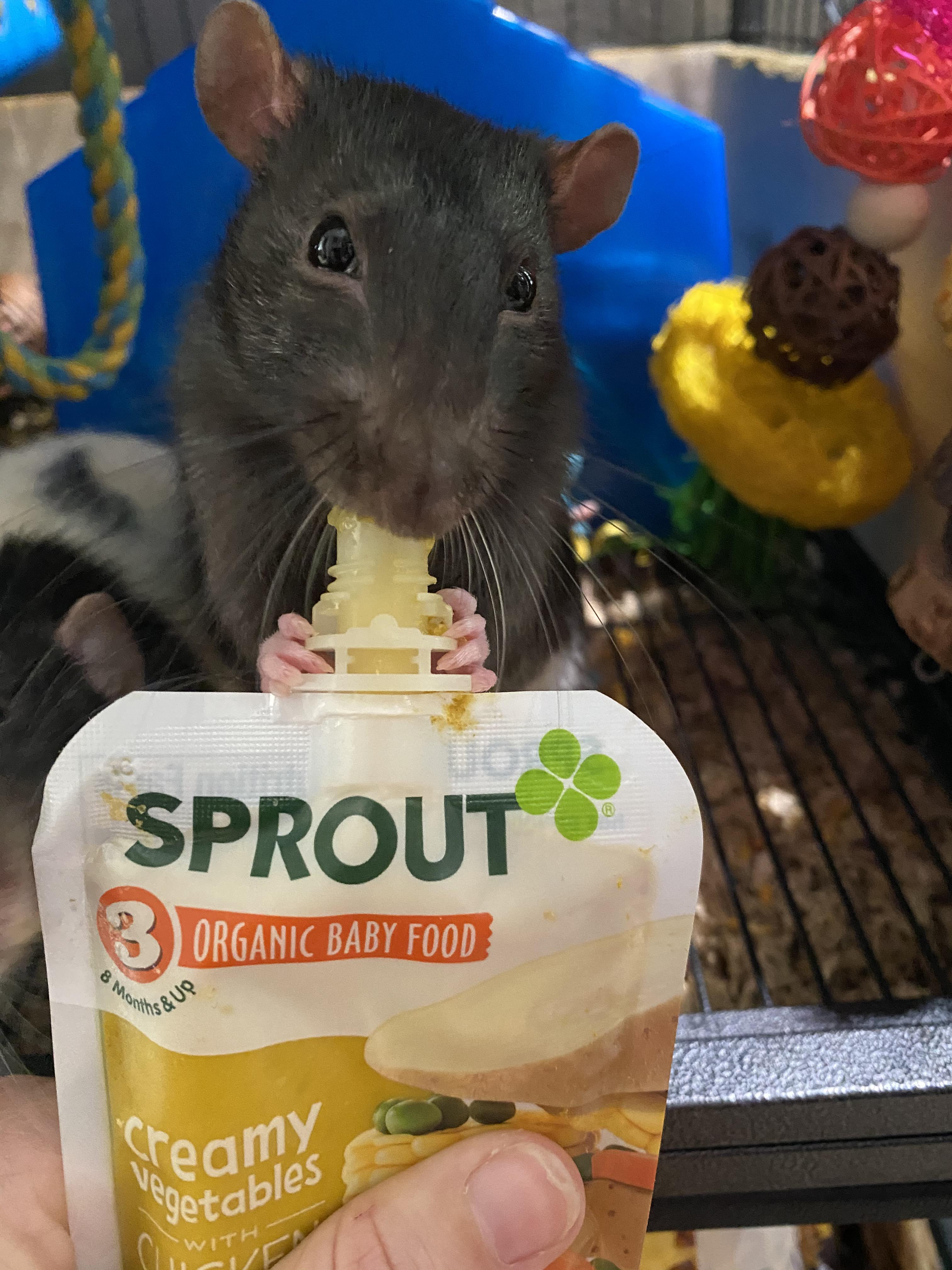 Feeding the baby! r/RATS