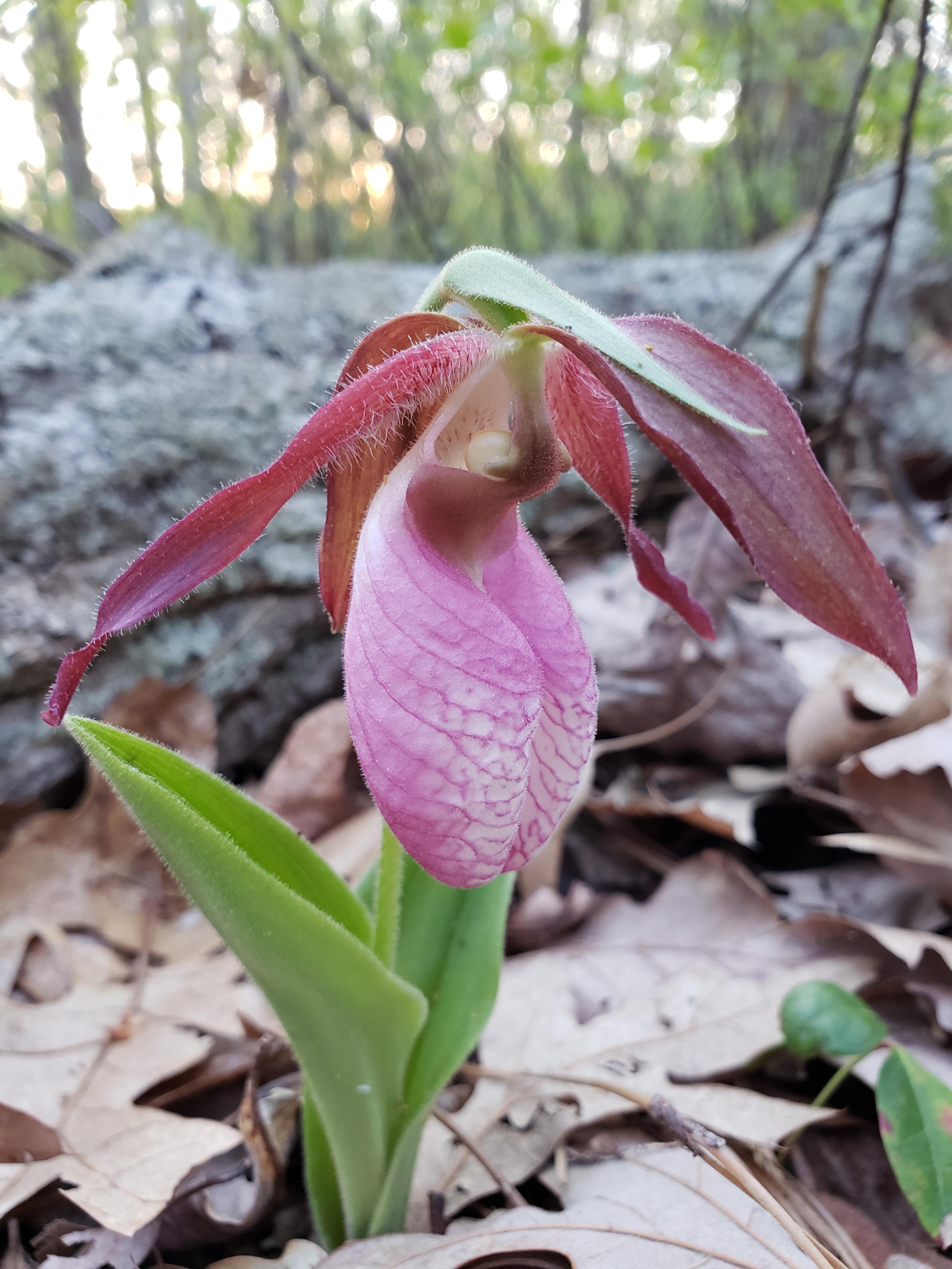 Cypripedium acuale, (Moccasin flower). Only known to grow in the wild