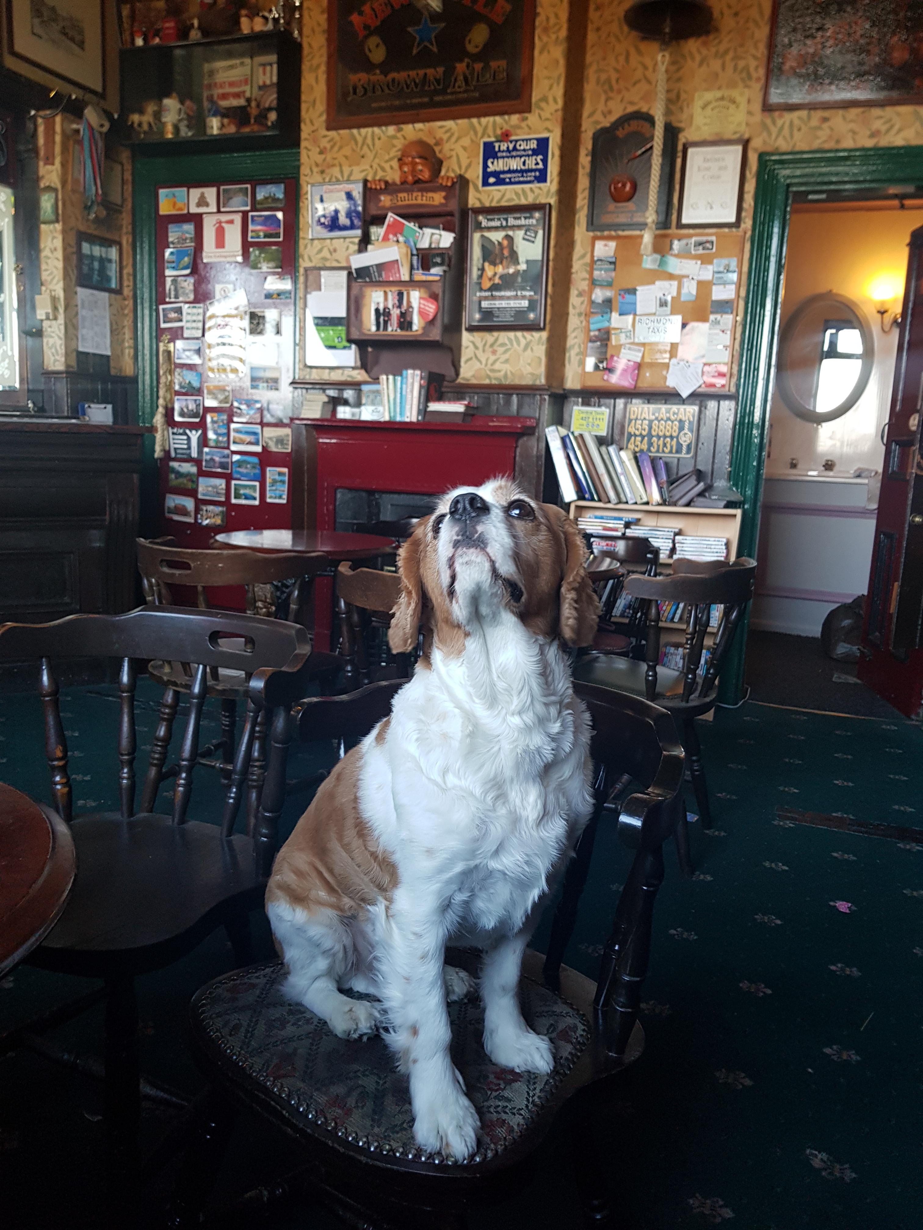 Every pub needs a dog! CasualUK