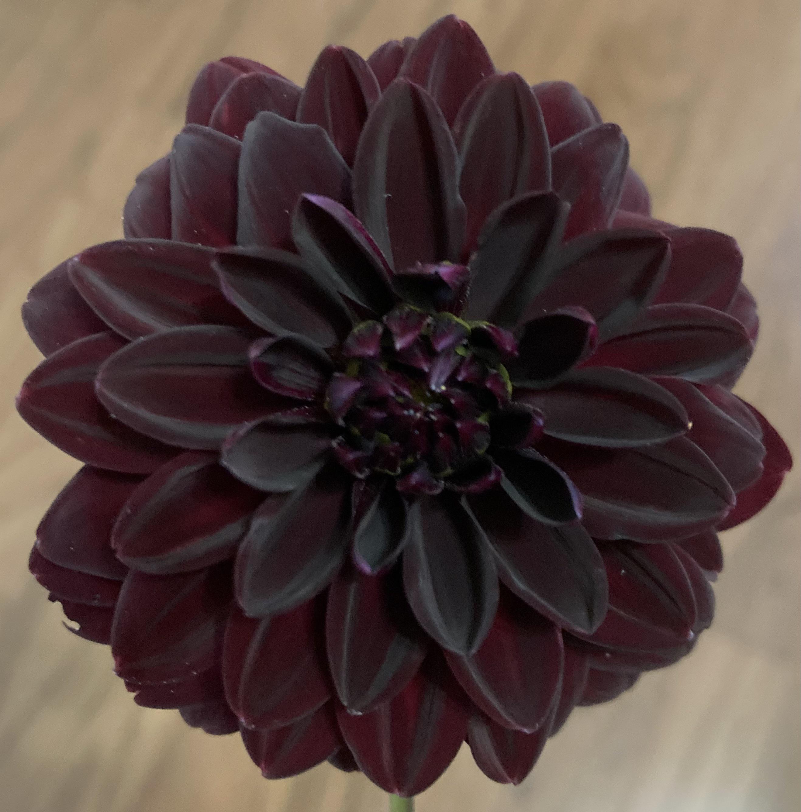 My black dahlias gardening