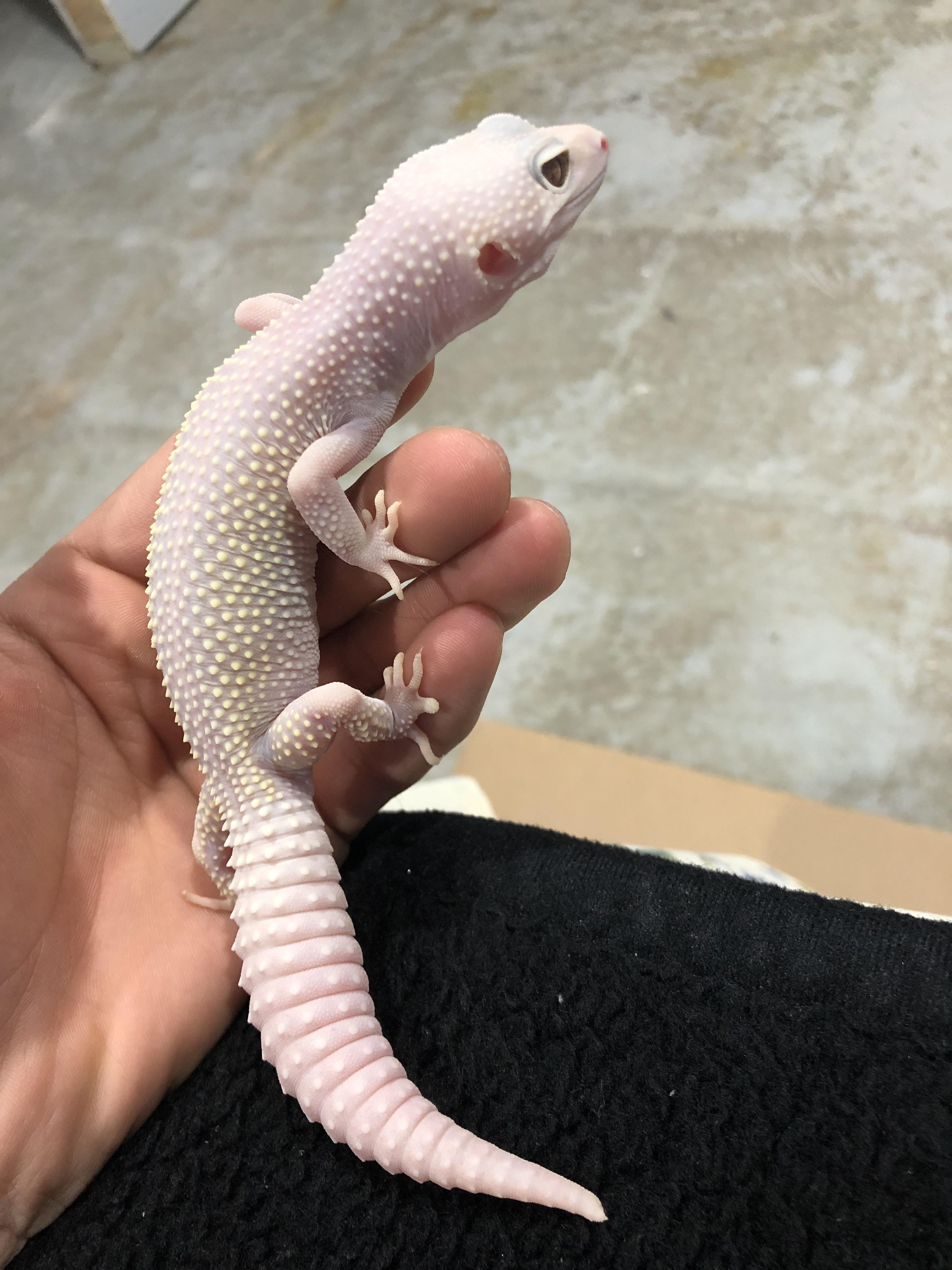 My leopard gecko is he a blizzard morph? r/LeopardGecko