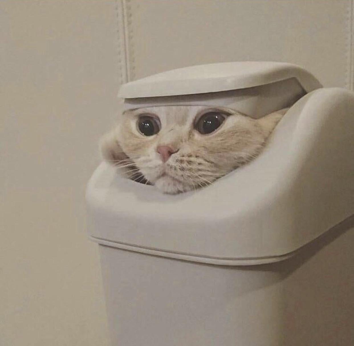 PsBattle This cat in a trash can