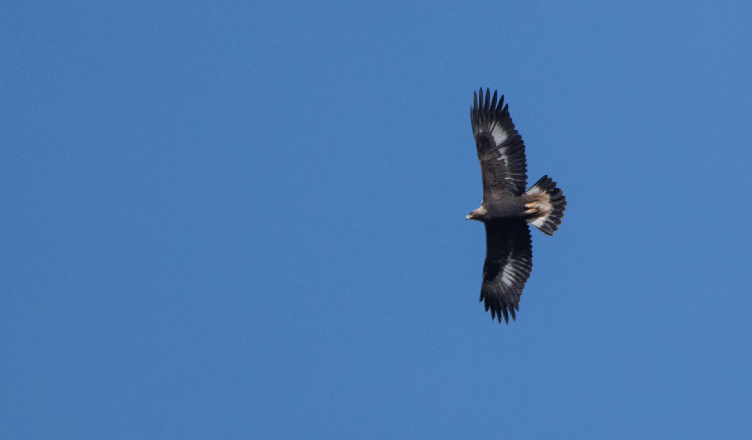 Golden Eagle? Today in Central Virginia r/whatsthisbird