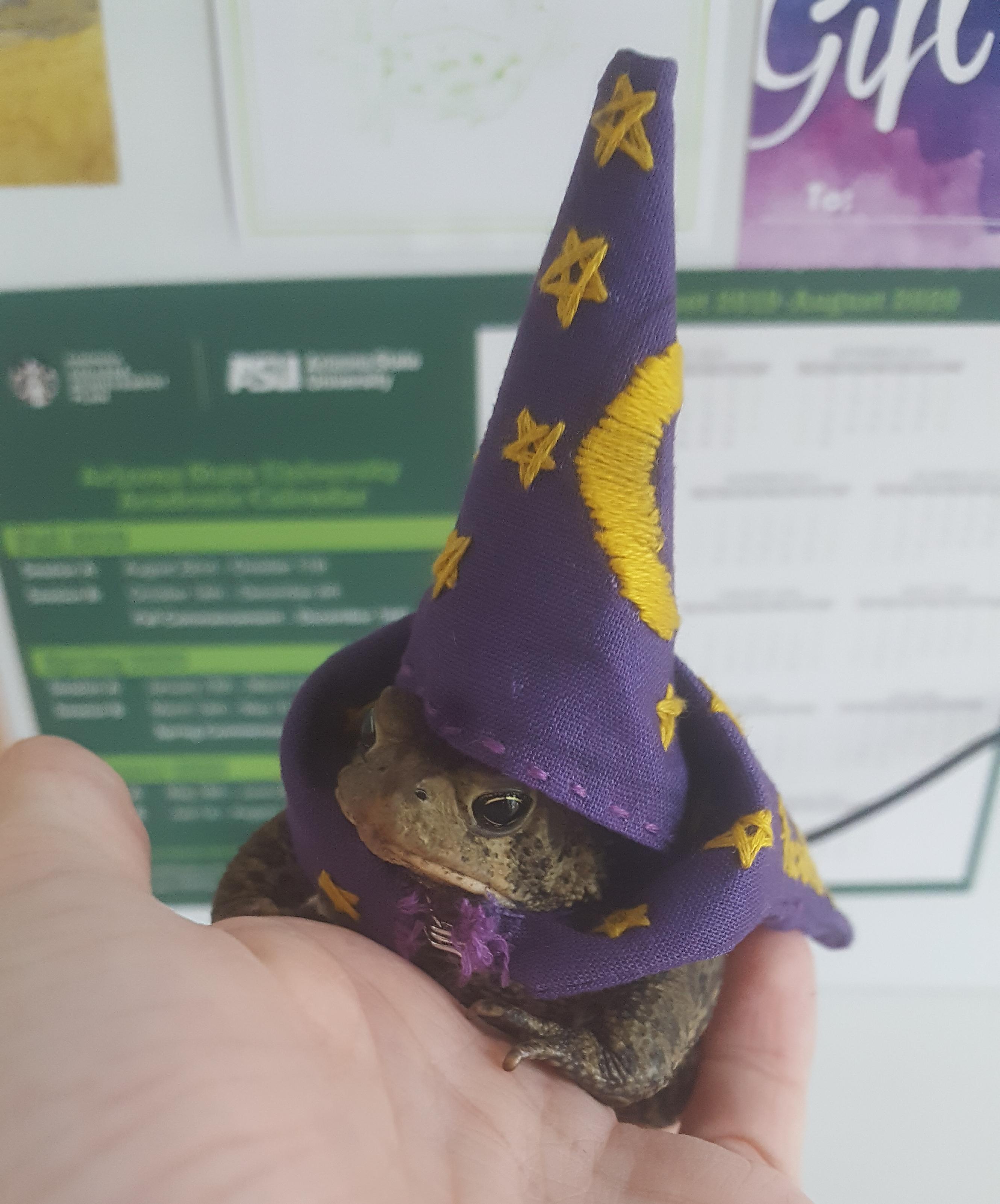 Polite frog wizard r/Politefrogs