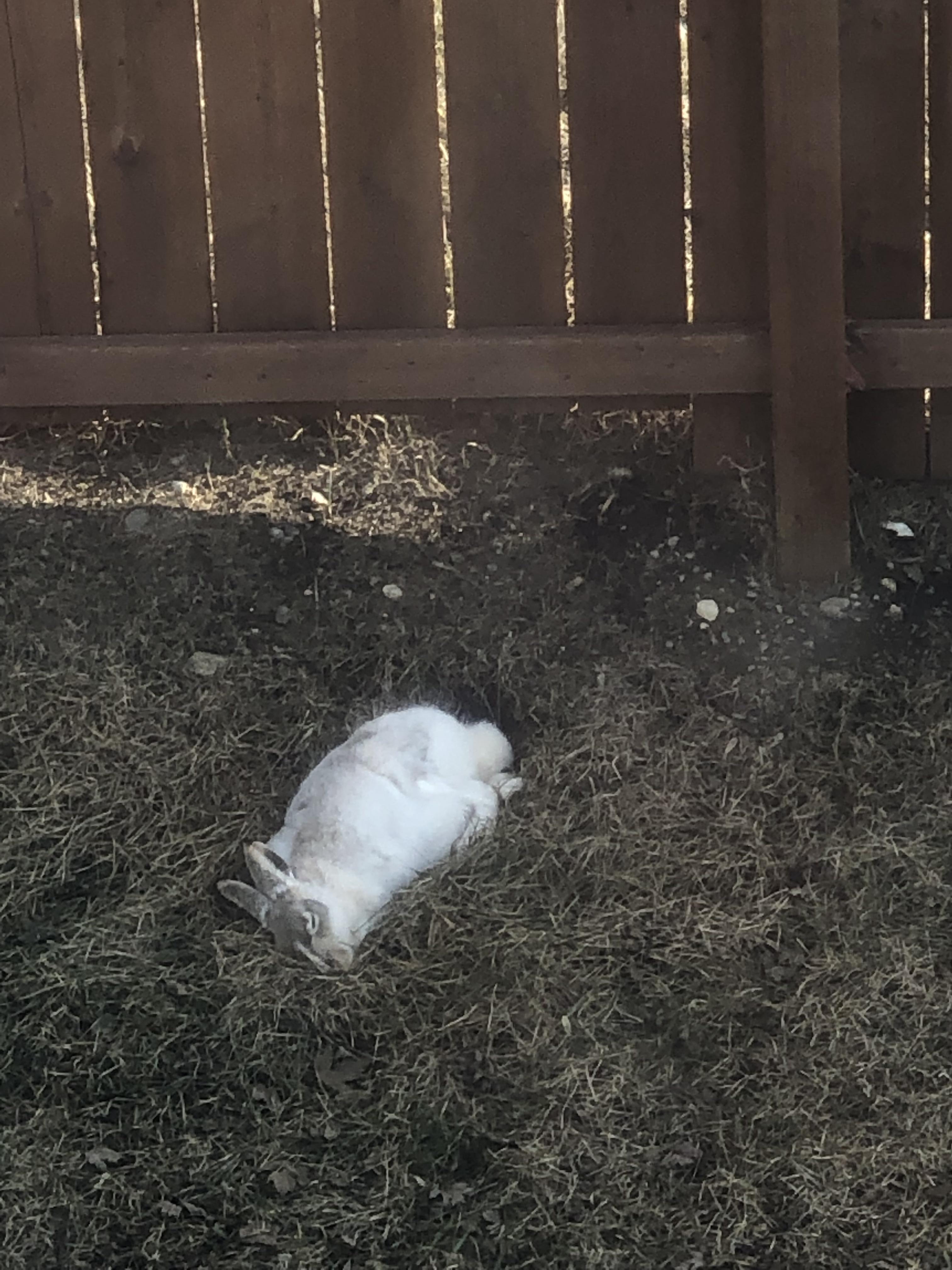 Sleepy wild bun outside my bedroom window. r/Rabbits