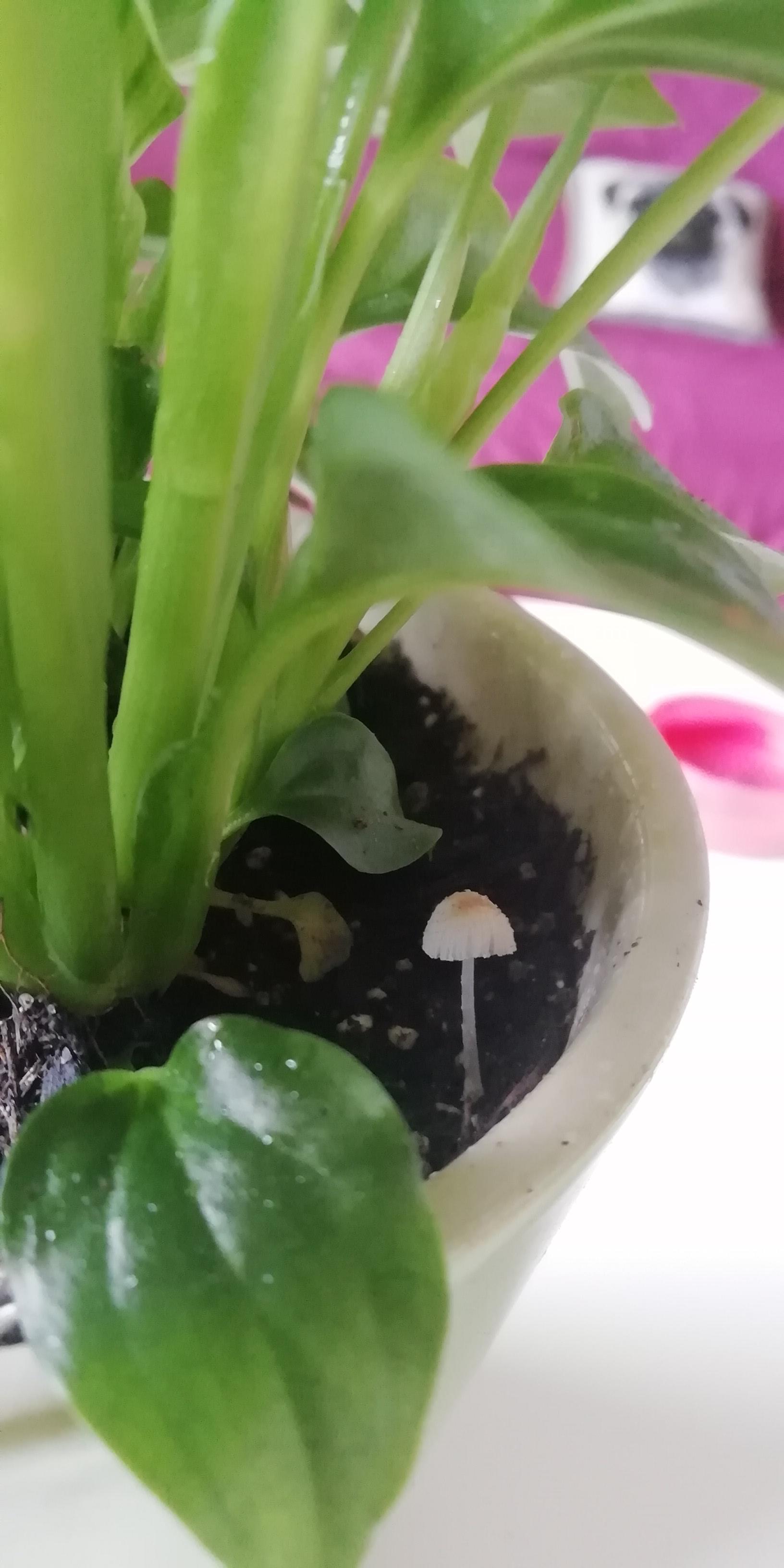 My anthurium and my peace lily had a couple of these small white fungus