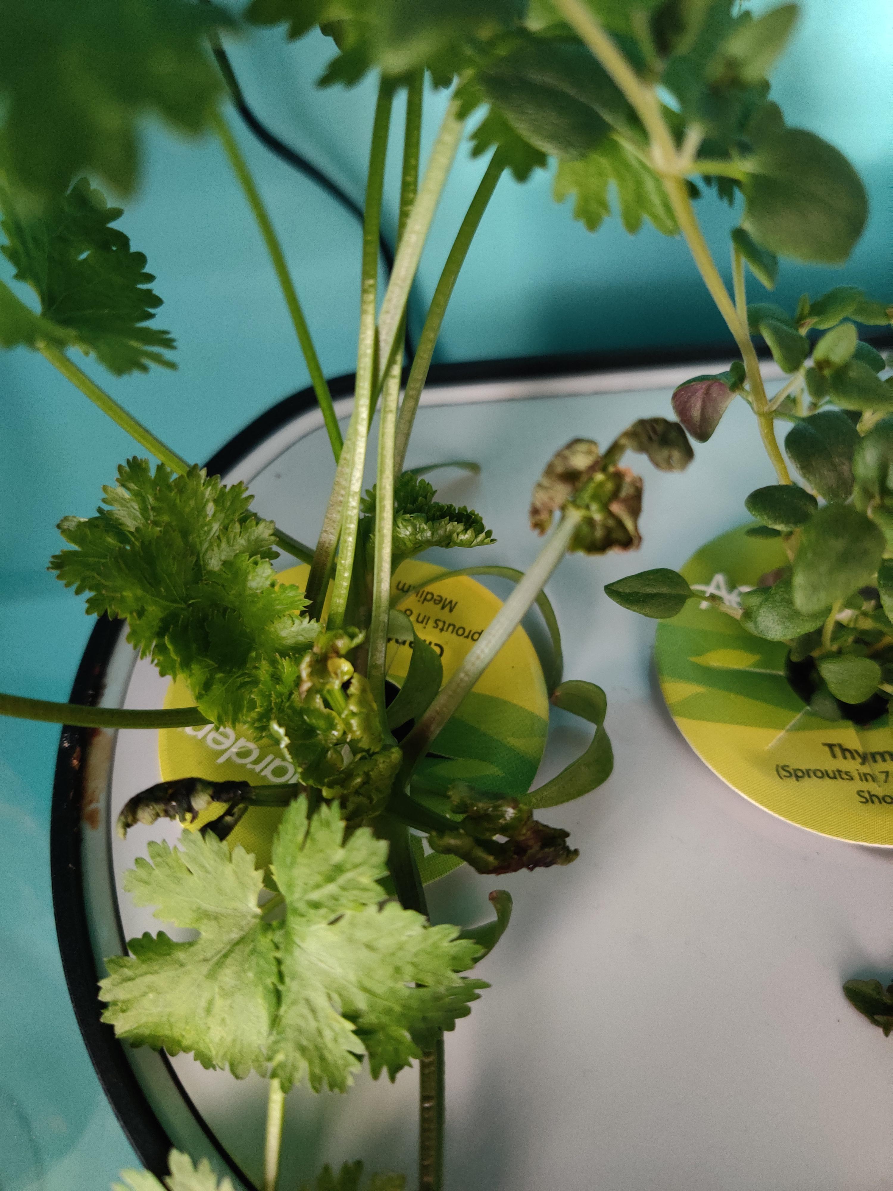 Why is my cilantro brown in spots? Just started getting this a few