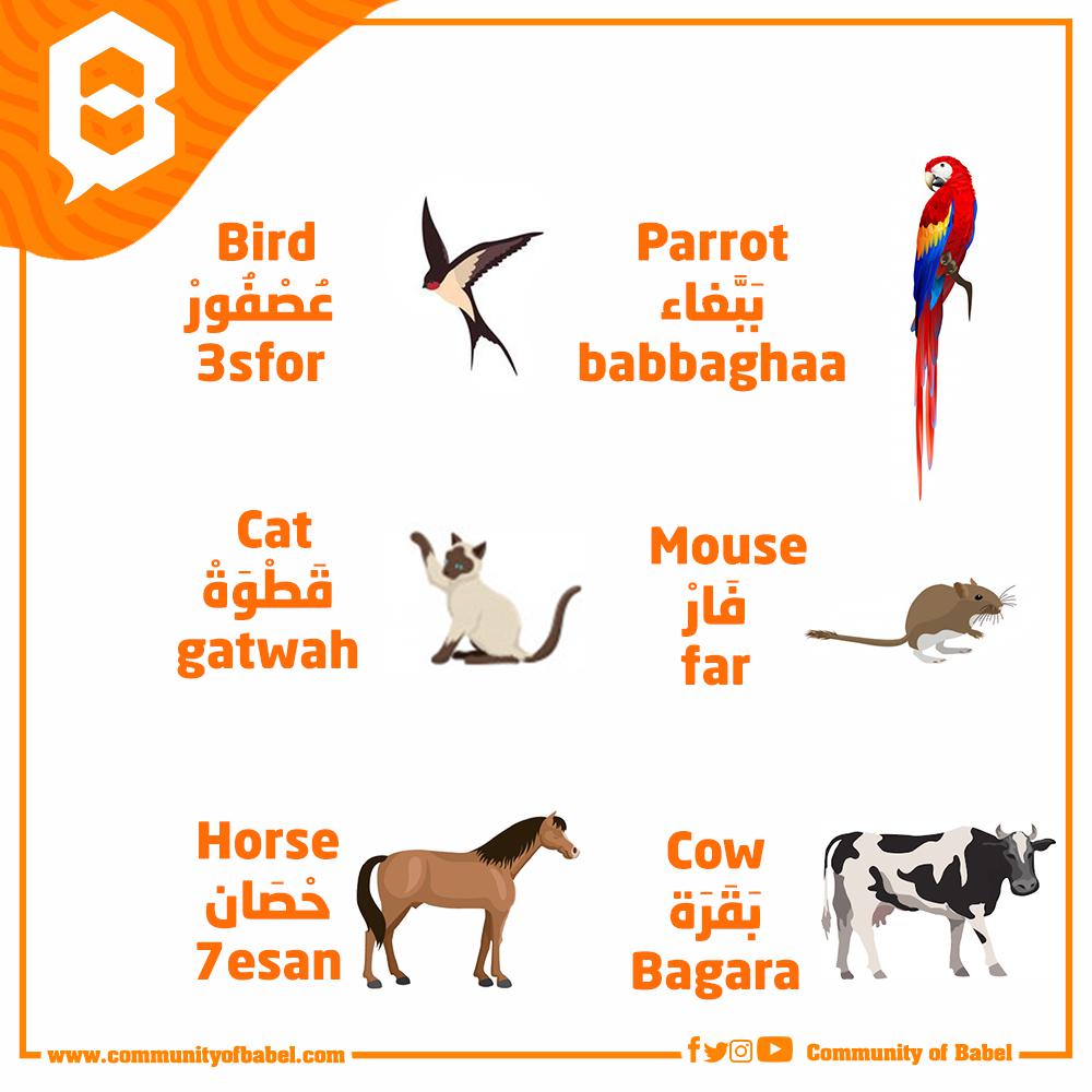Let's learn the names of some animals in Gulf Arabic! r/Gulf