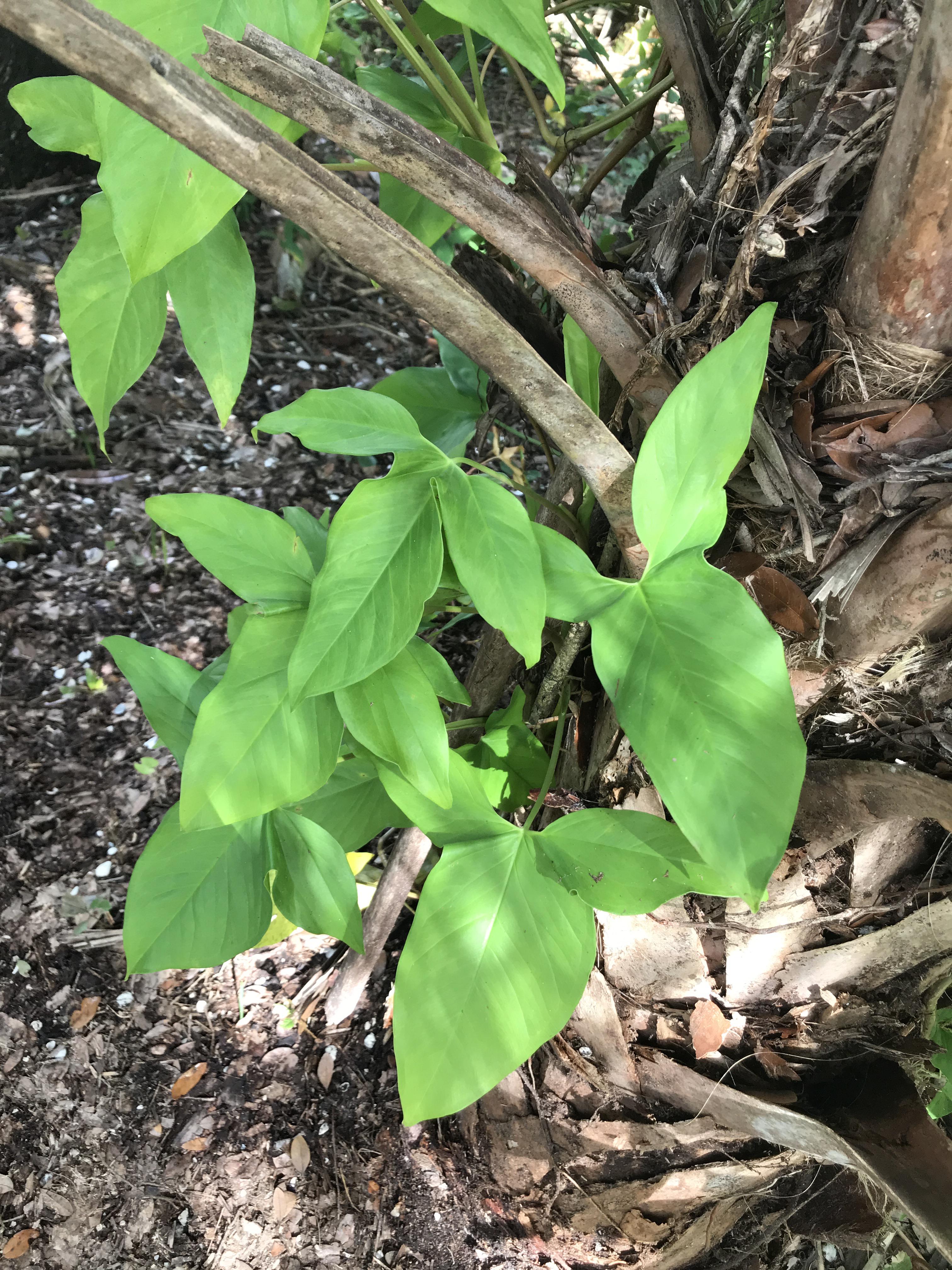 Vibing plant found in florida zone 9b plants