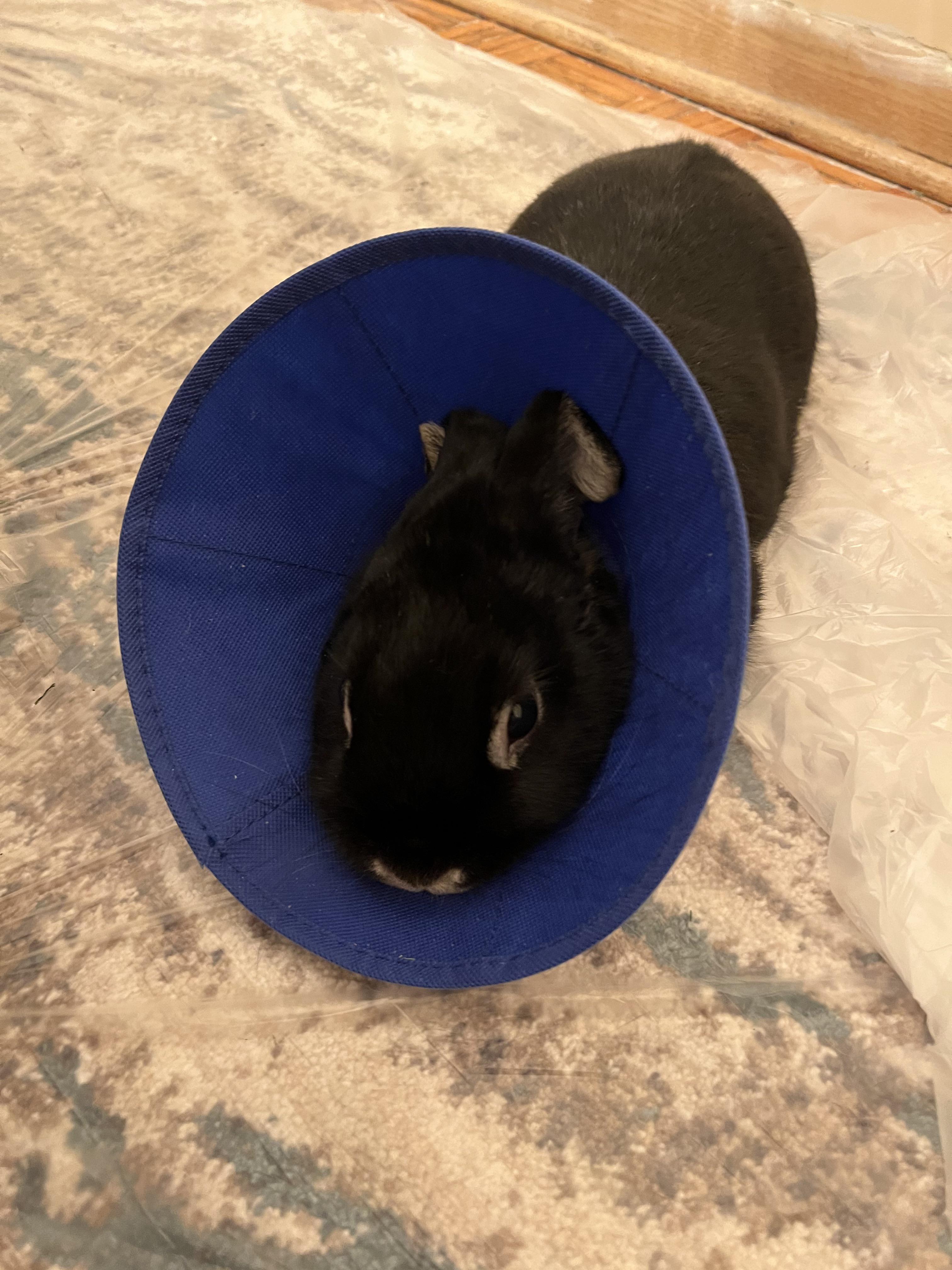 diarrhea after putting on cone? (more in comments) r/Rabbits