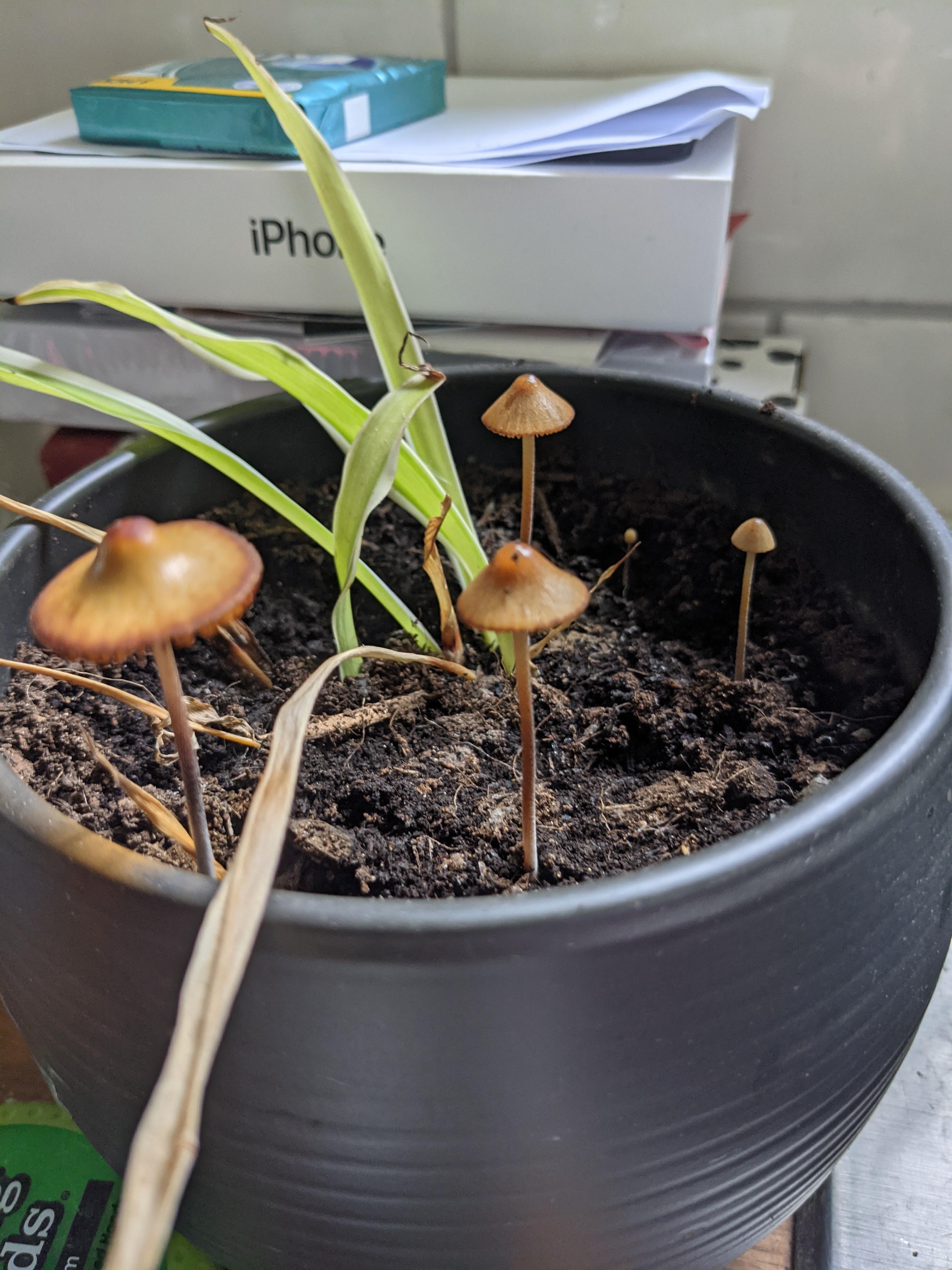 Growing in a plant pot, Google reverse image search keeps returning