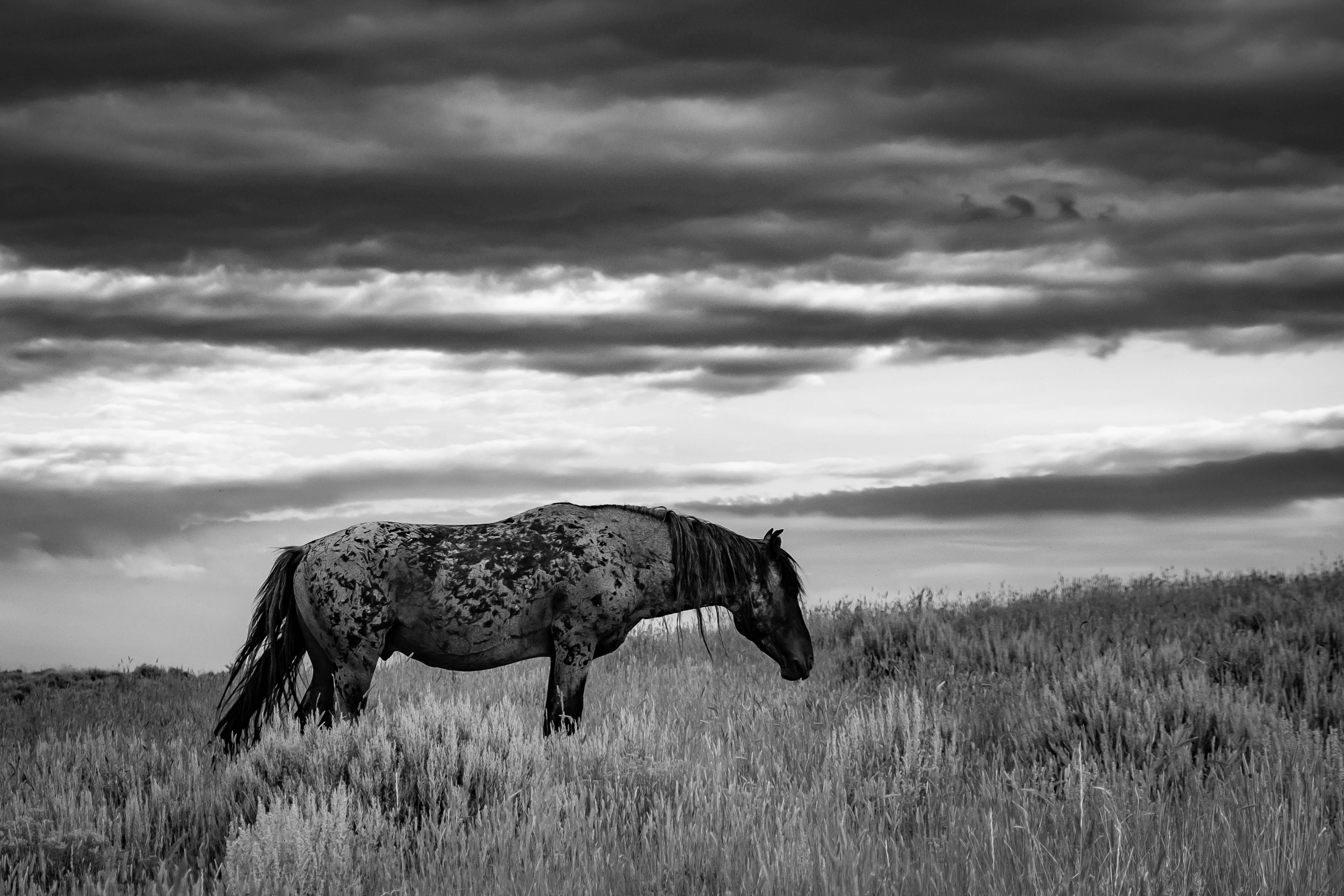 Wild stallion. Green River, Wyoming. 2019. 1/1250, f/6.3, 700ISO. r