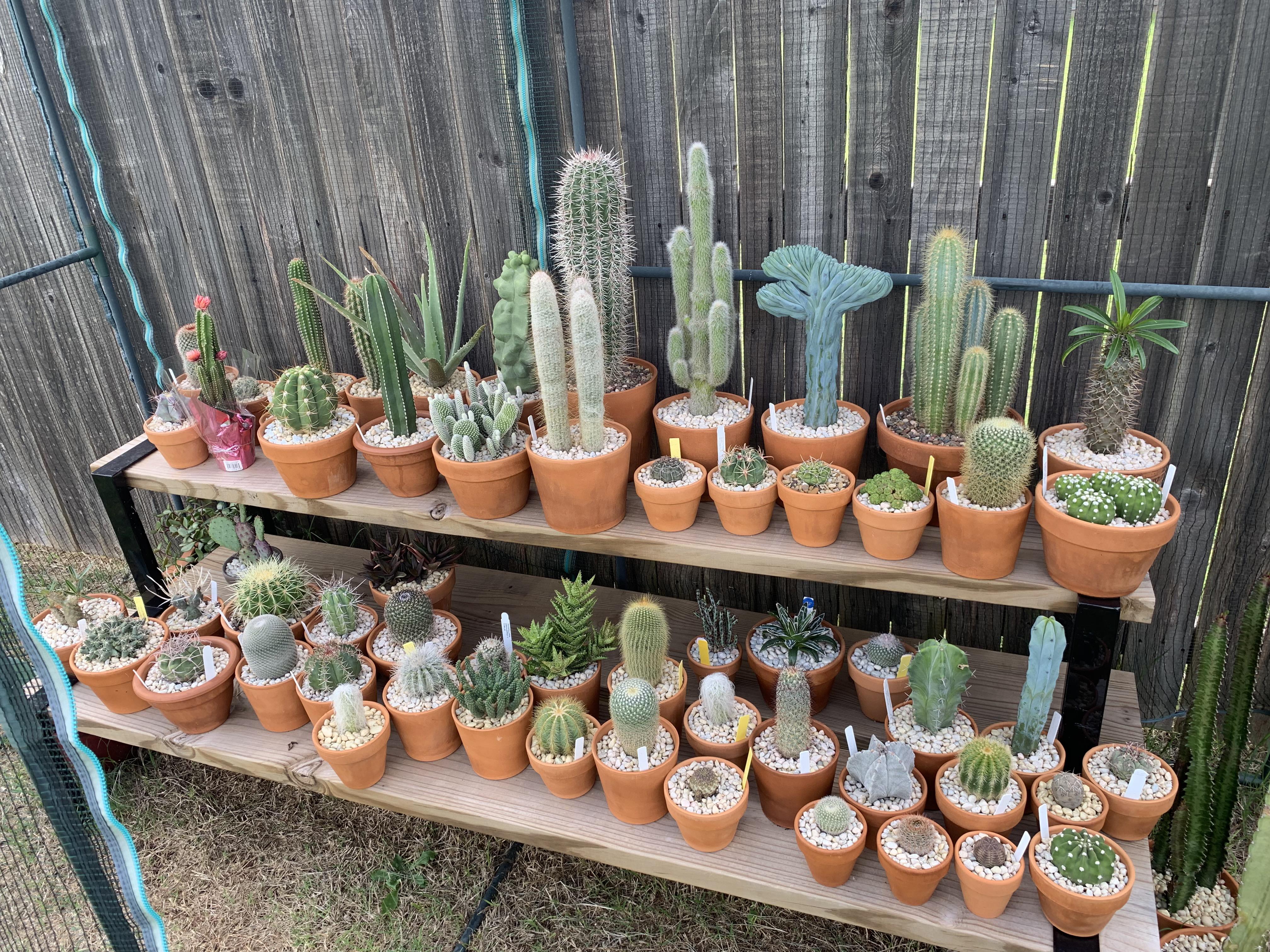 Lost a few cacti over the winter but the rest of recovered. I need a