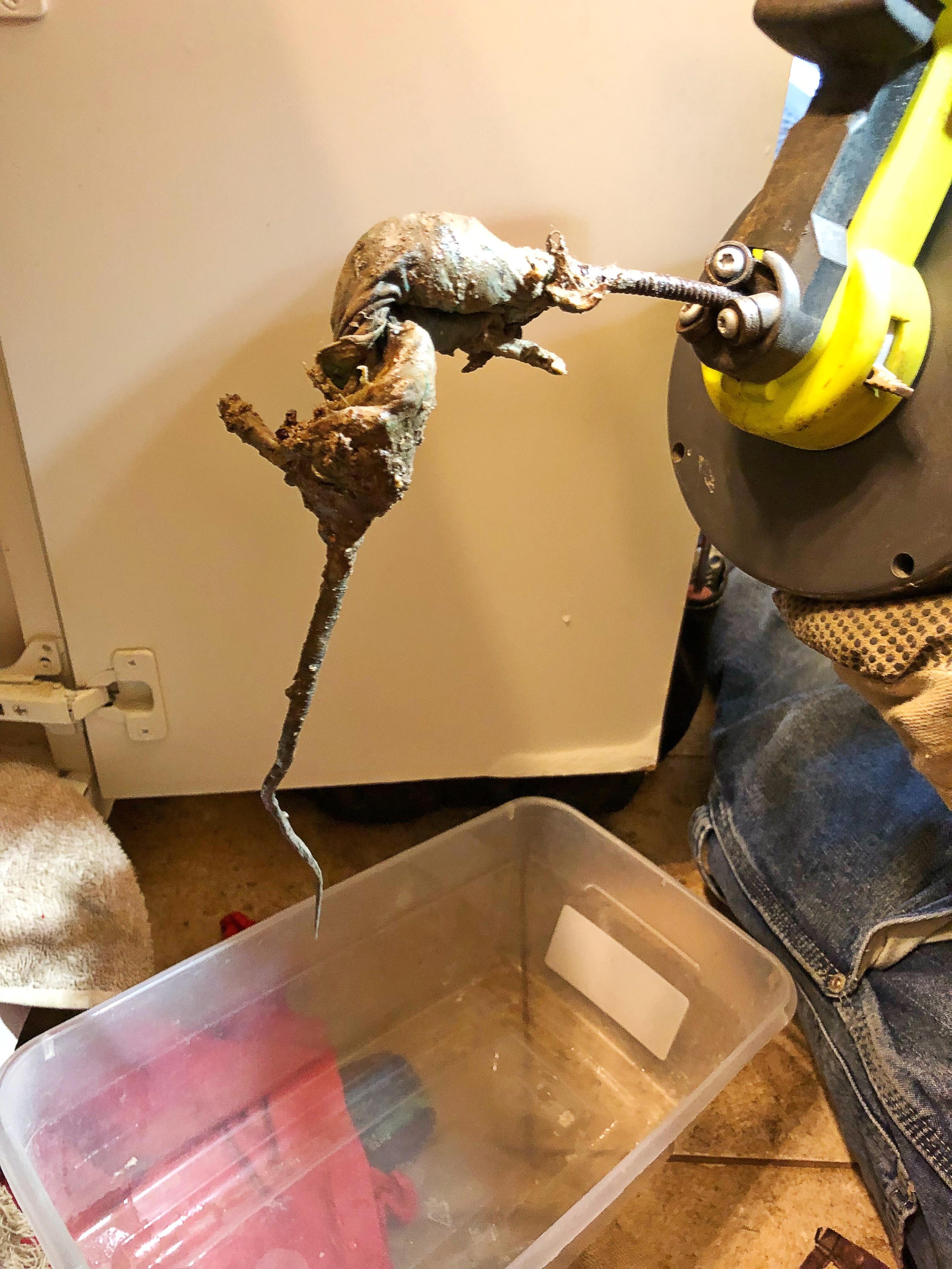 Rats! Plumbing leak lead to finding dead rats in drain lines!! r