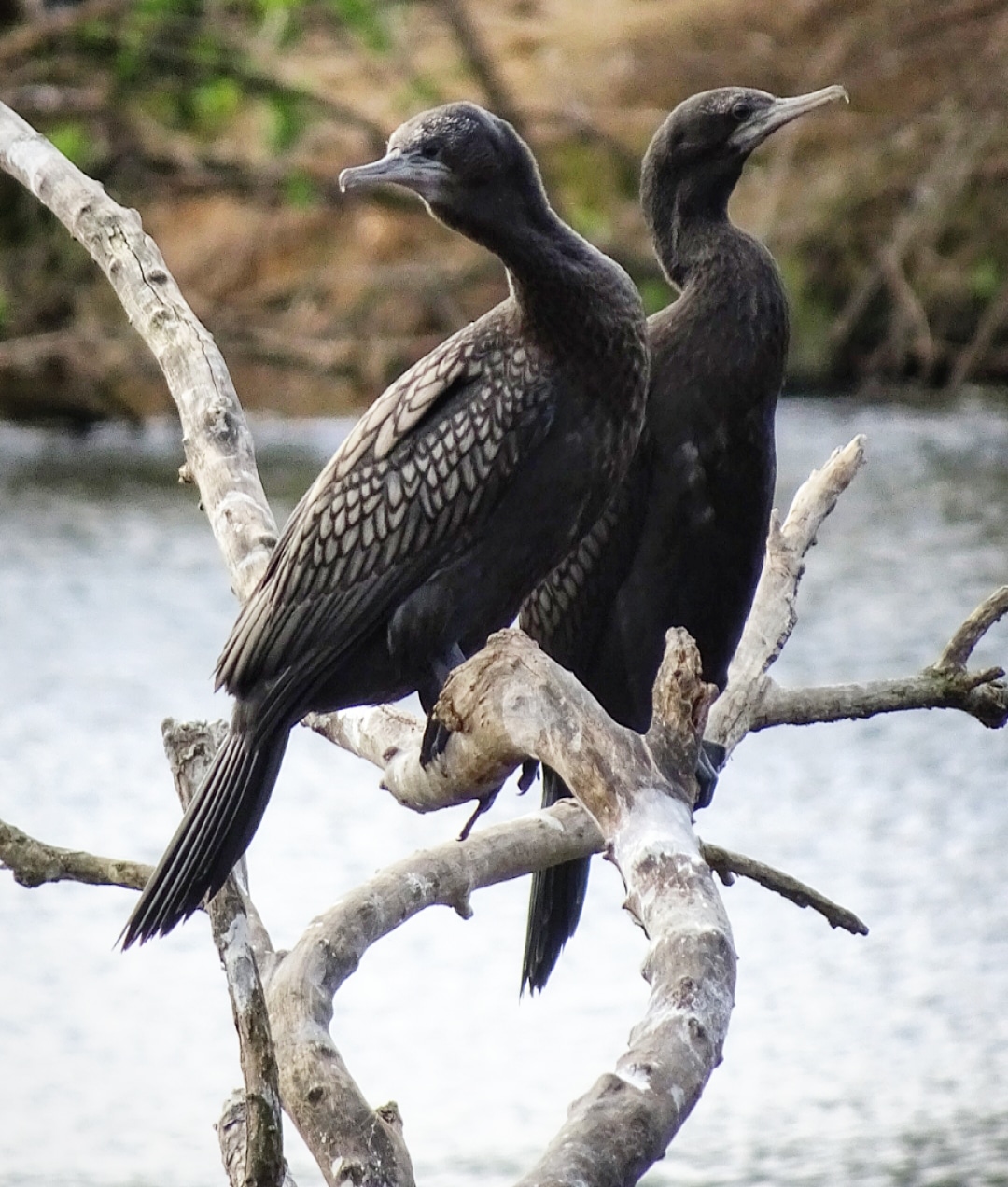Curious. // Great cormorants at Ululah lagoon, Maryborough Qld. r