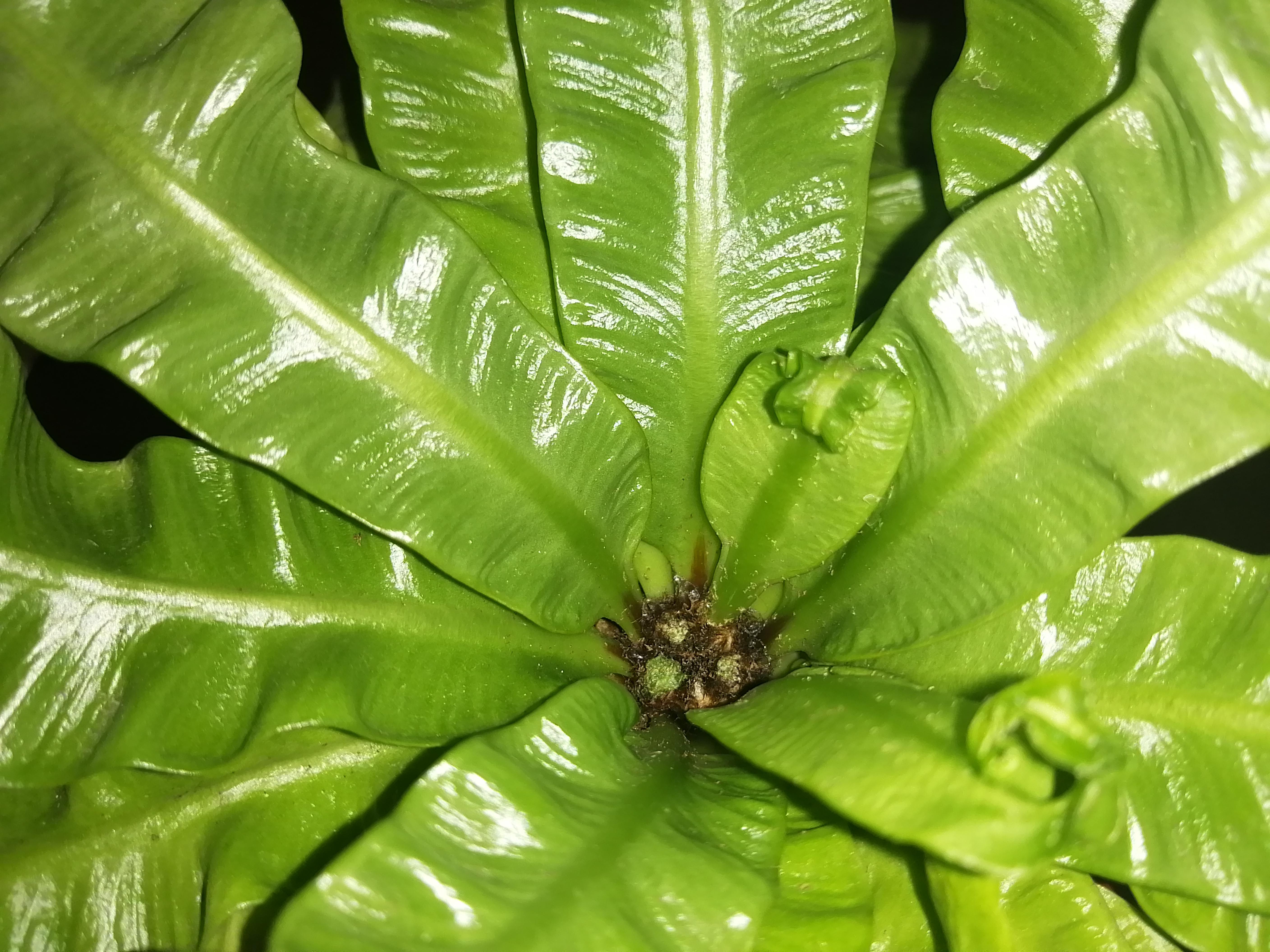 Anyone know what these white specks are on my fern? Any help would be