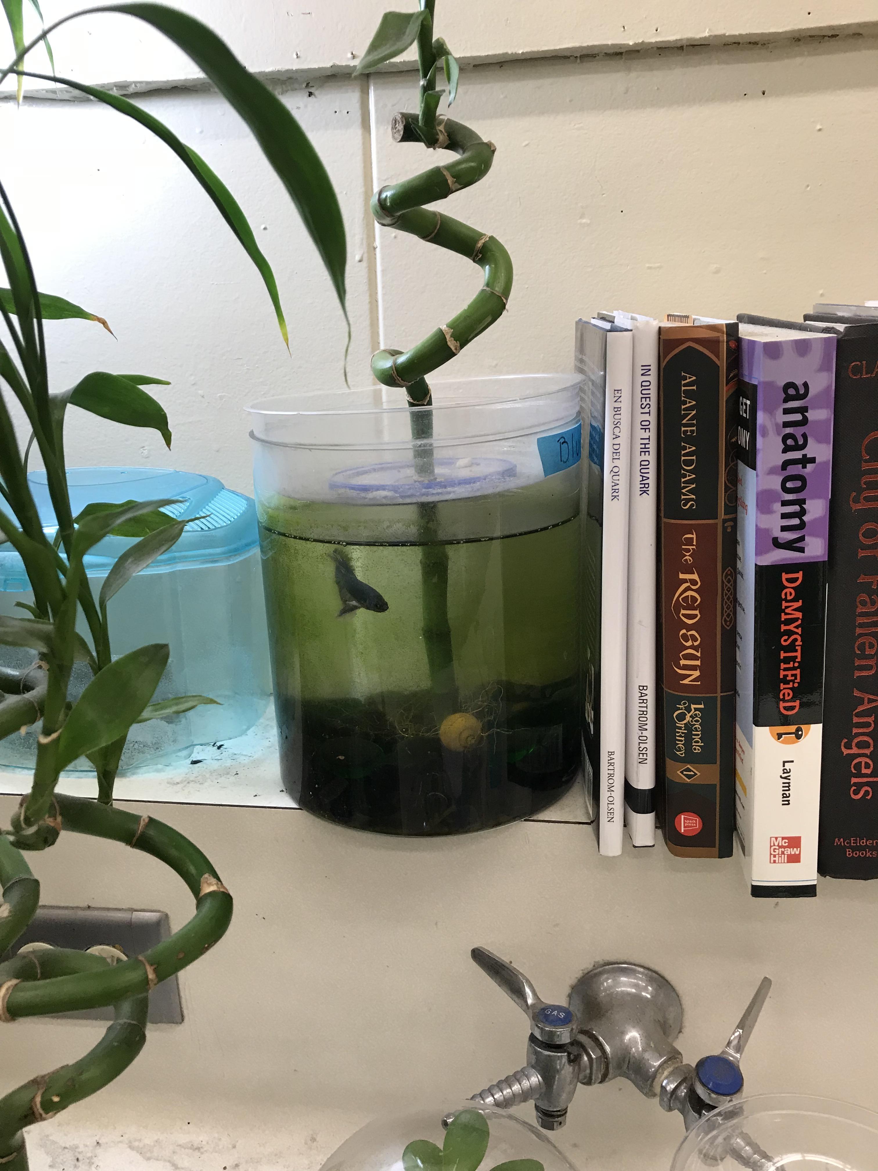 My biology teachers fishtank r/shittyaquariums