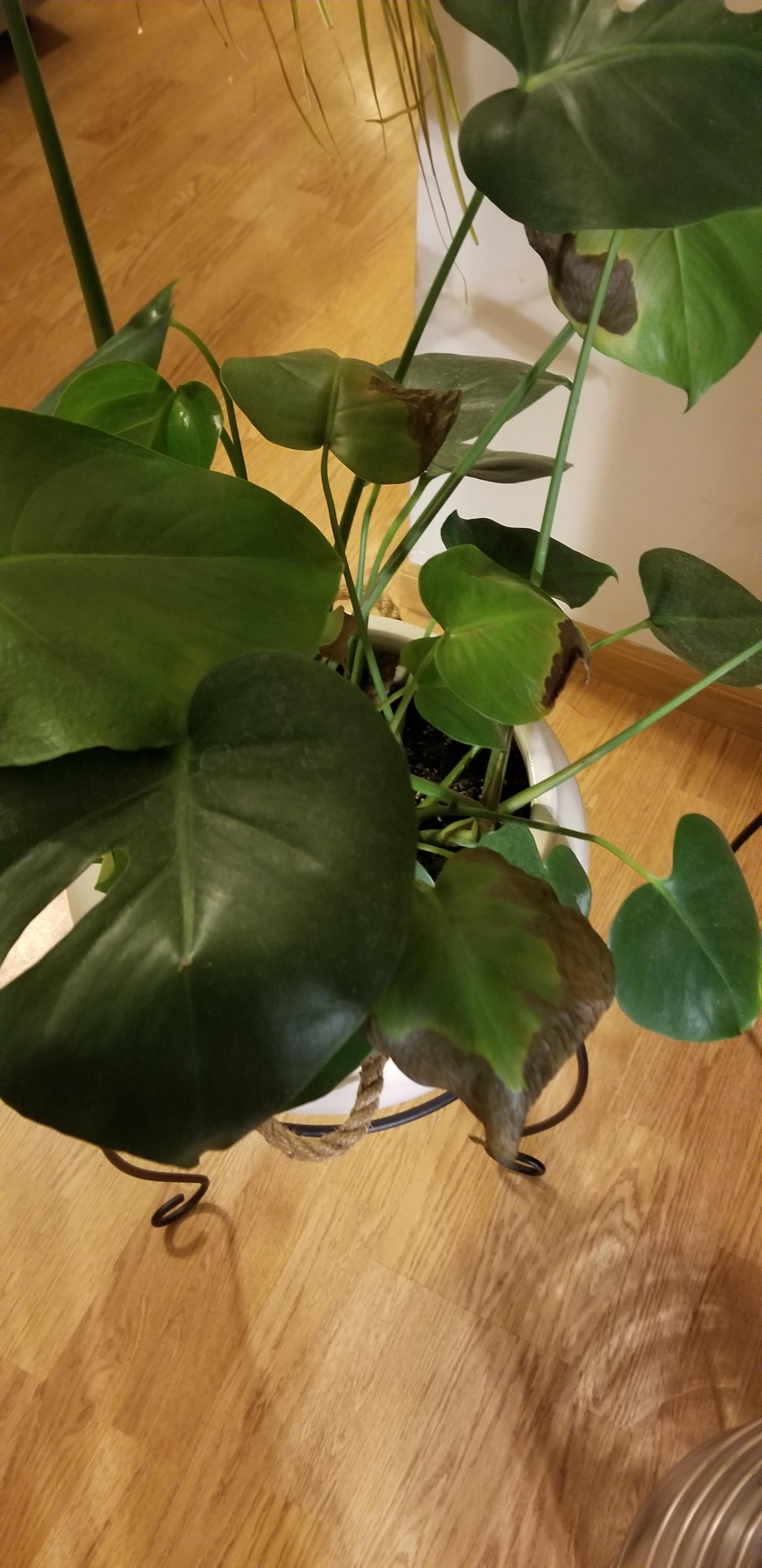 Why is my monstera turning brown? r/gardening