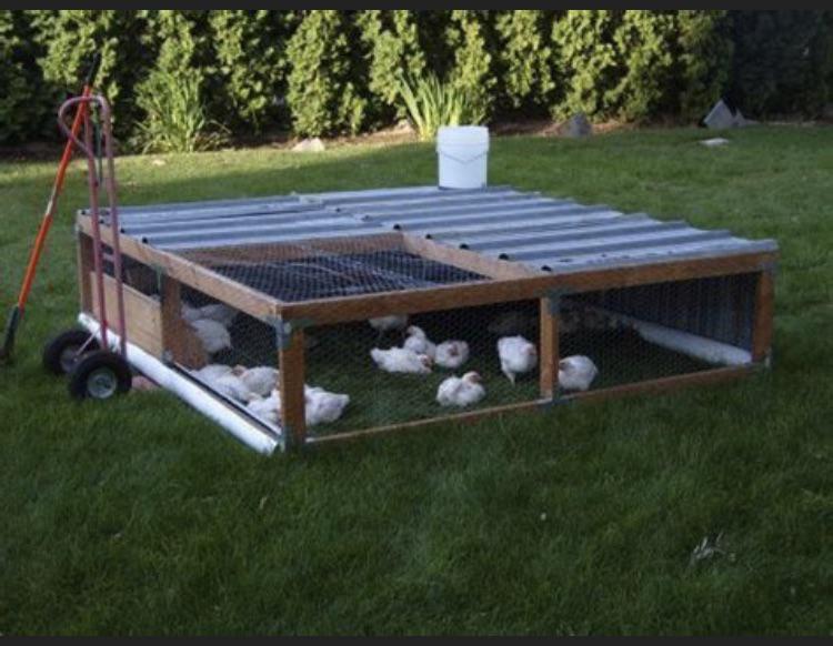 Would using cedar to build a mobile chicken cage like the one pictured