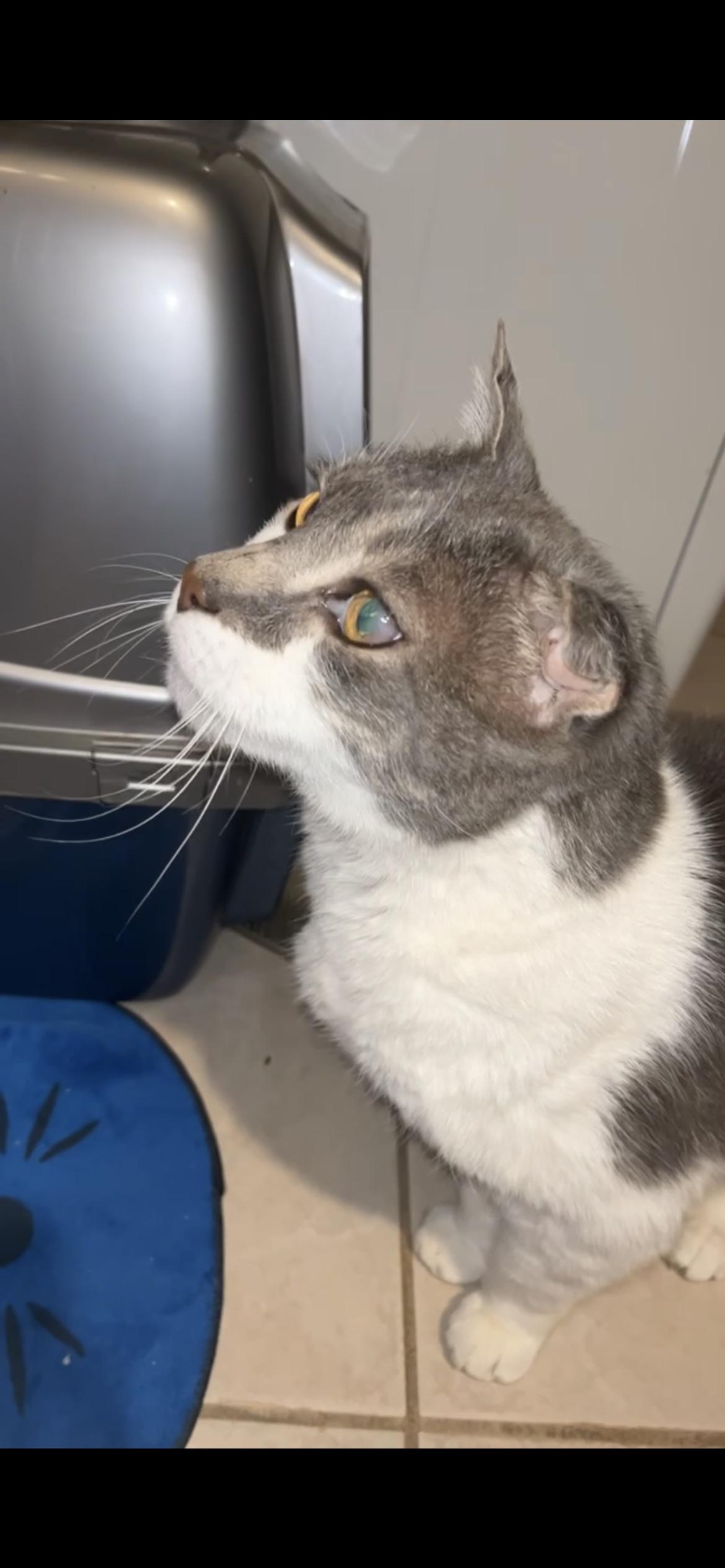 Cloudy corner of cats eye with eye boogers on senior cat vet