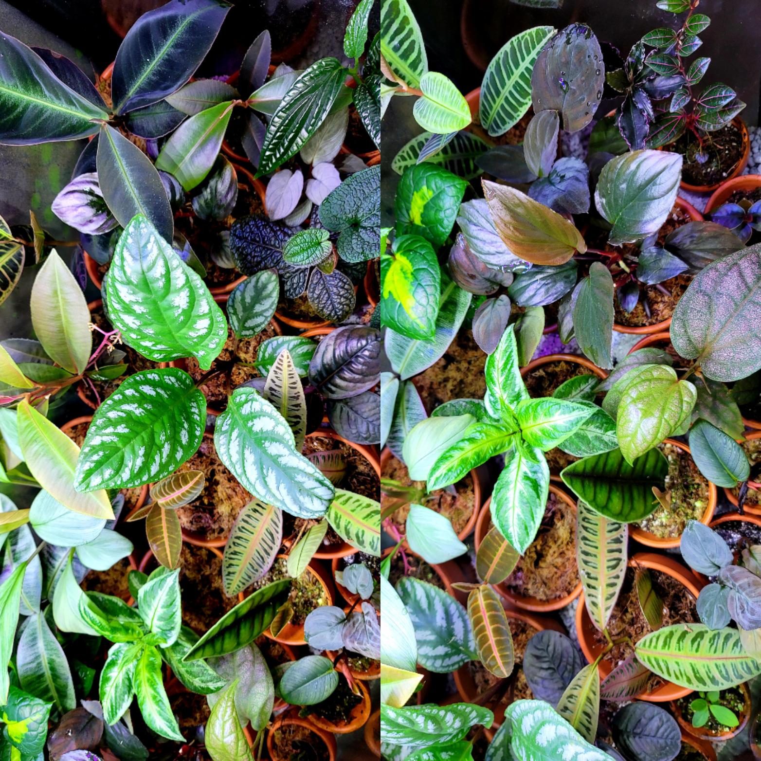 What is this? rareplants