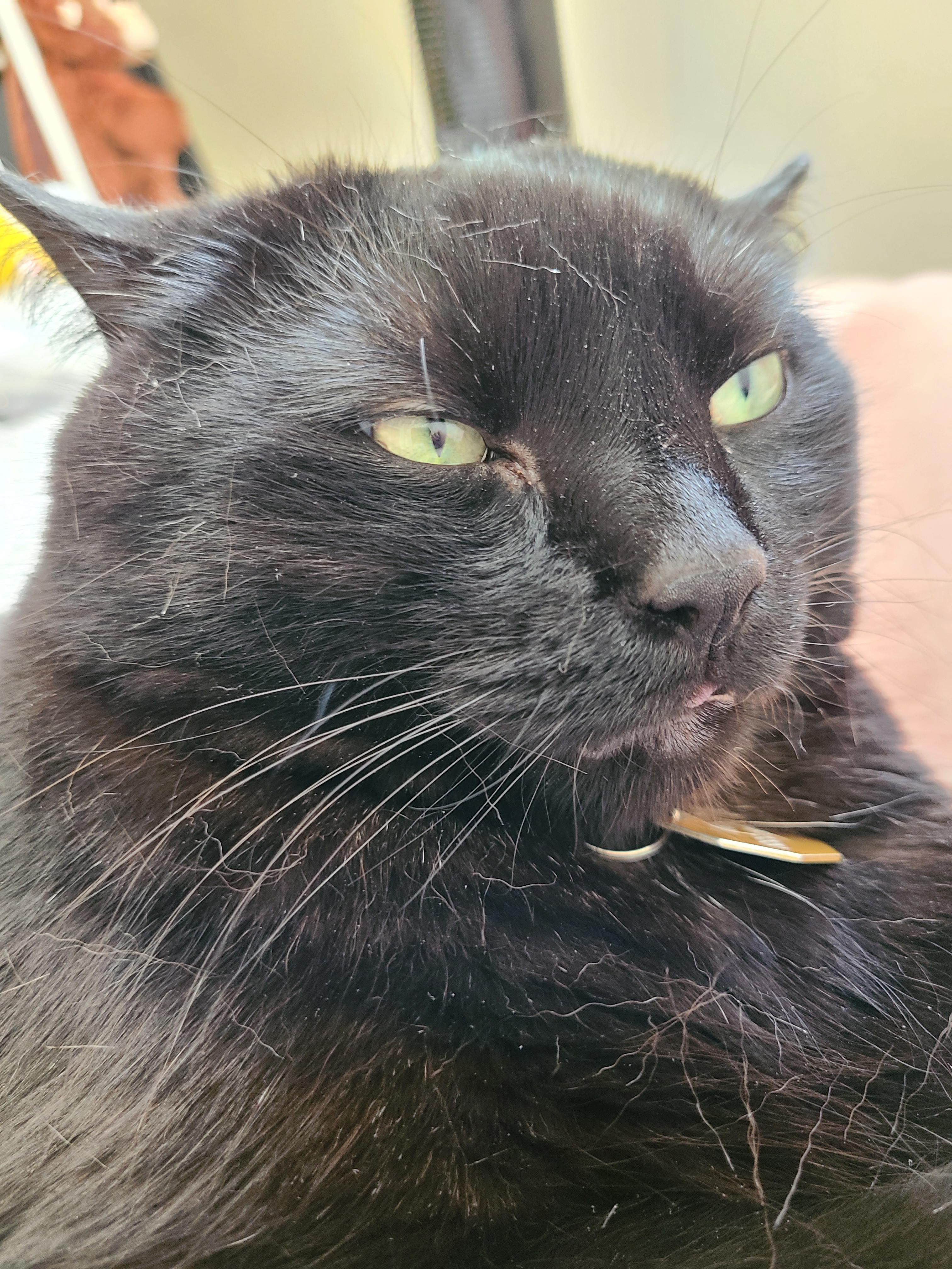 This majestic floofer is getting way too hot in the recent heat waves