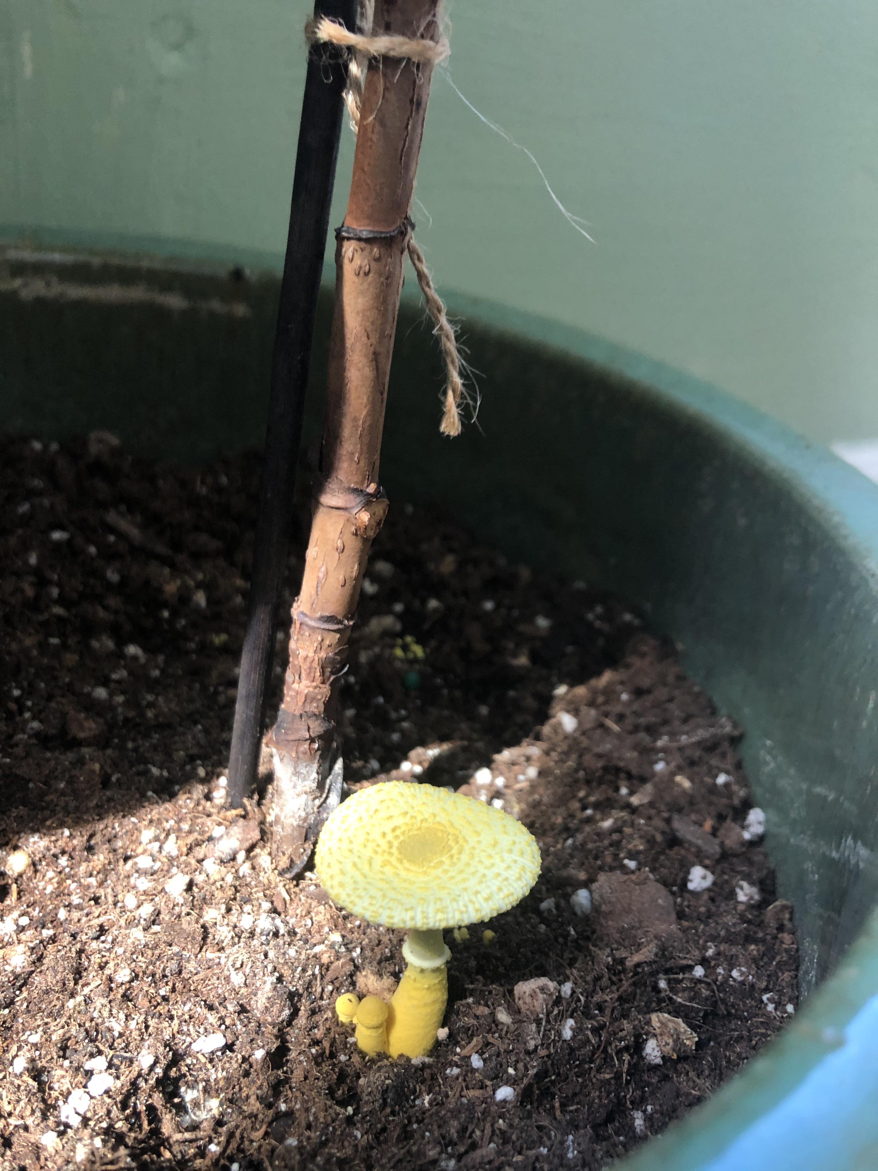 Mushroom growing in the soil of my FLF?? I’m weirded out, can tell me