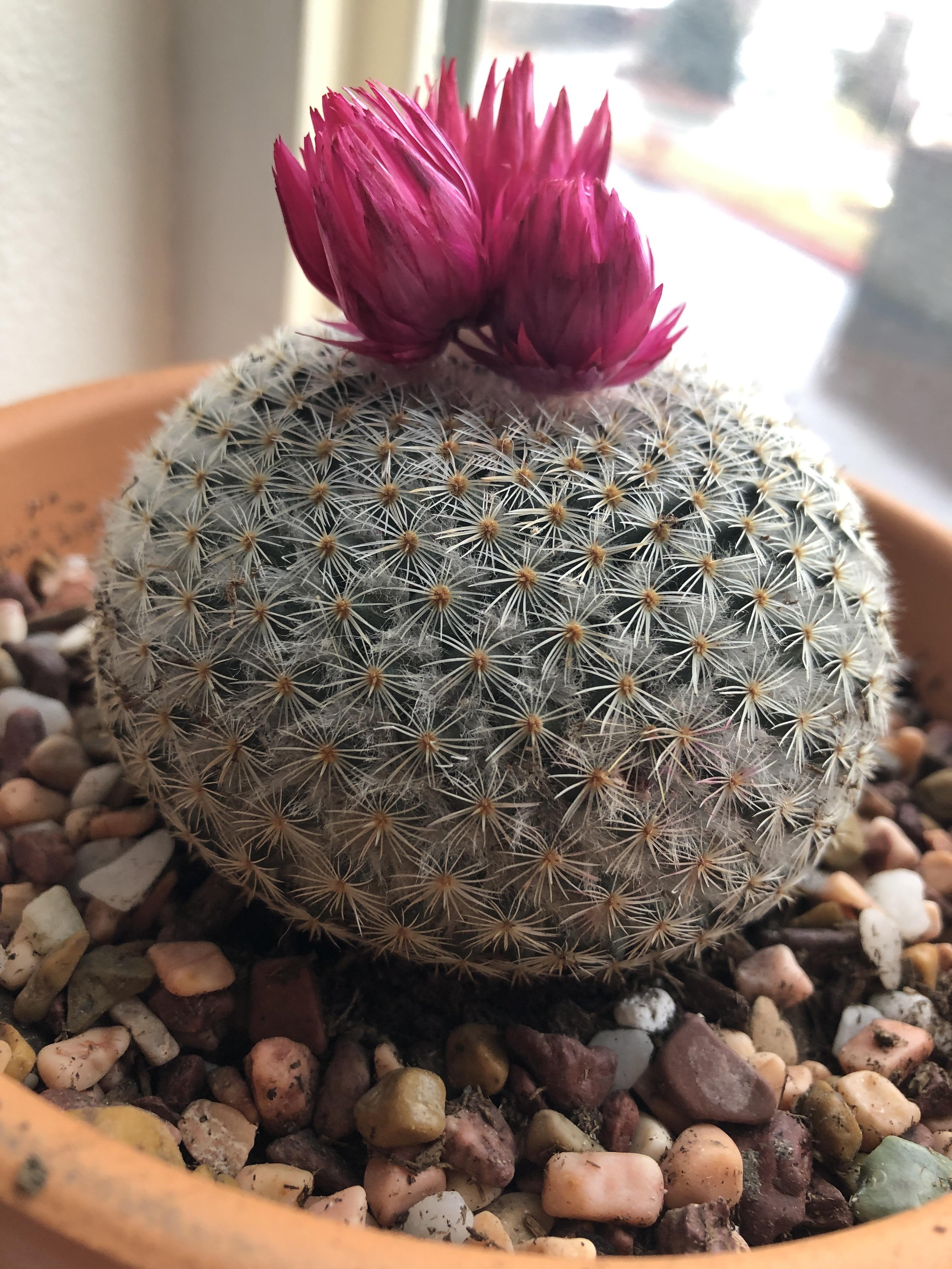 This guy I got from Home Depot (before I knew a lot about plants) has