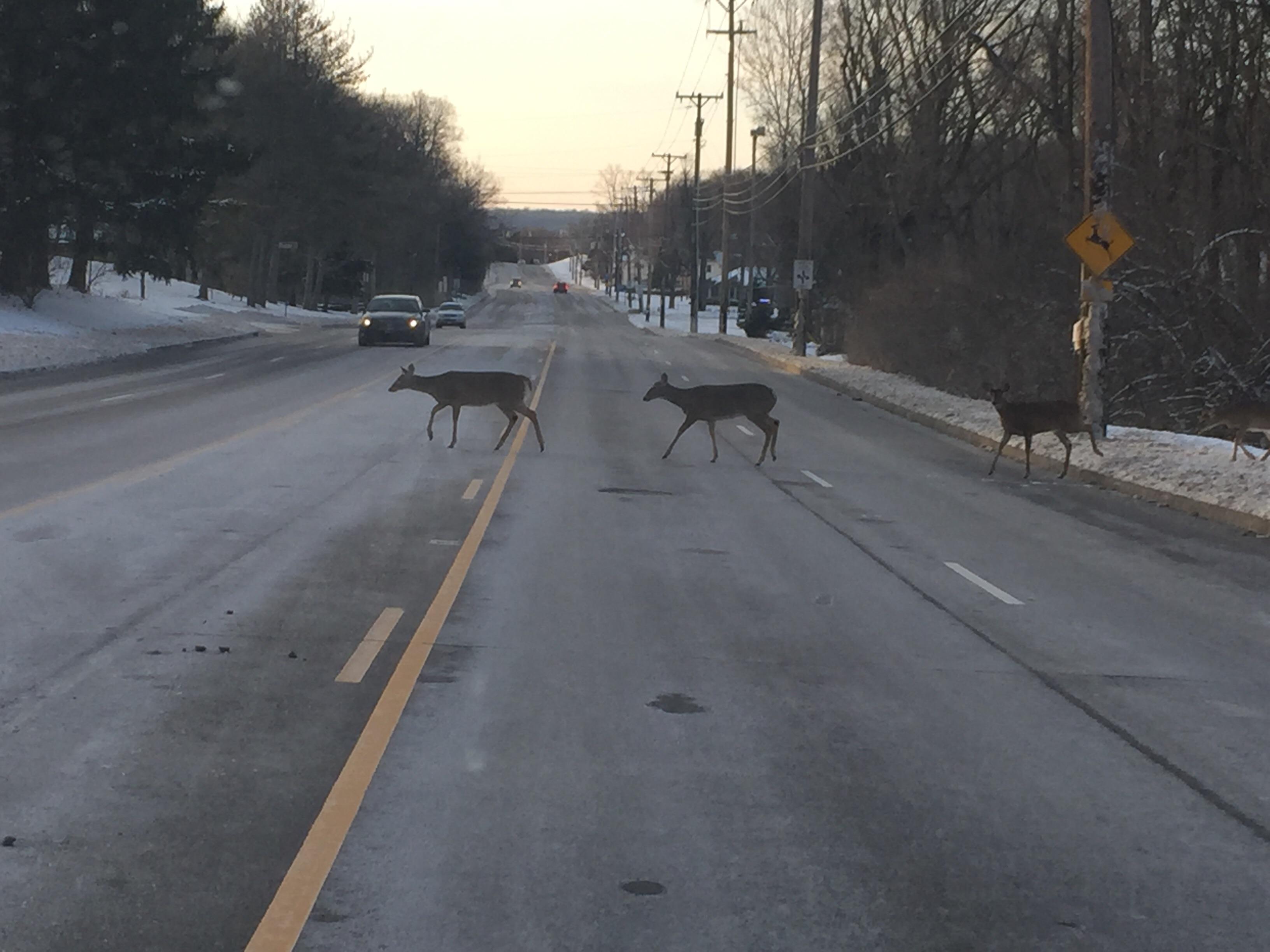 Deer Crossing
