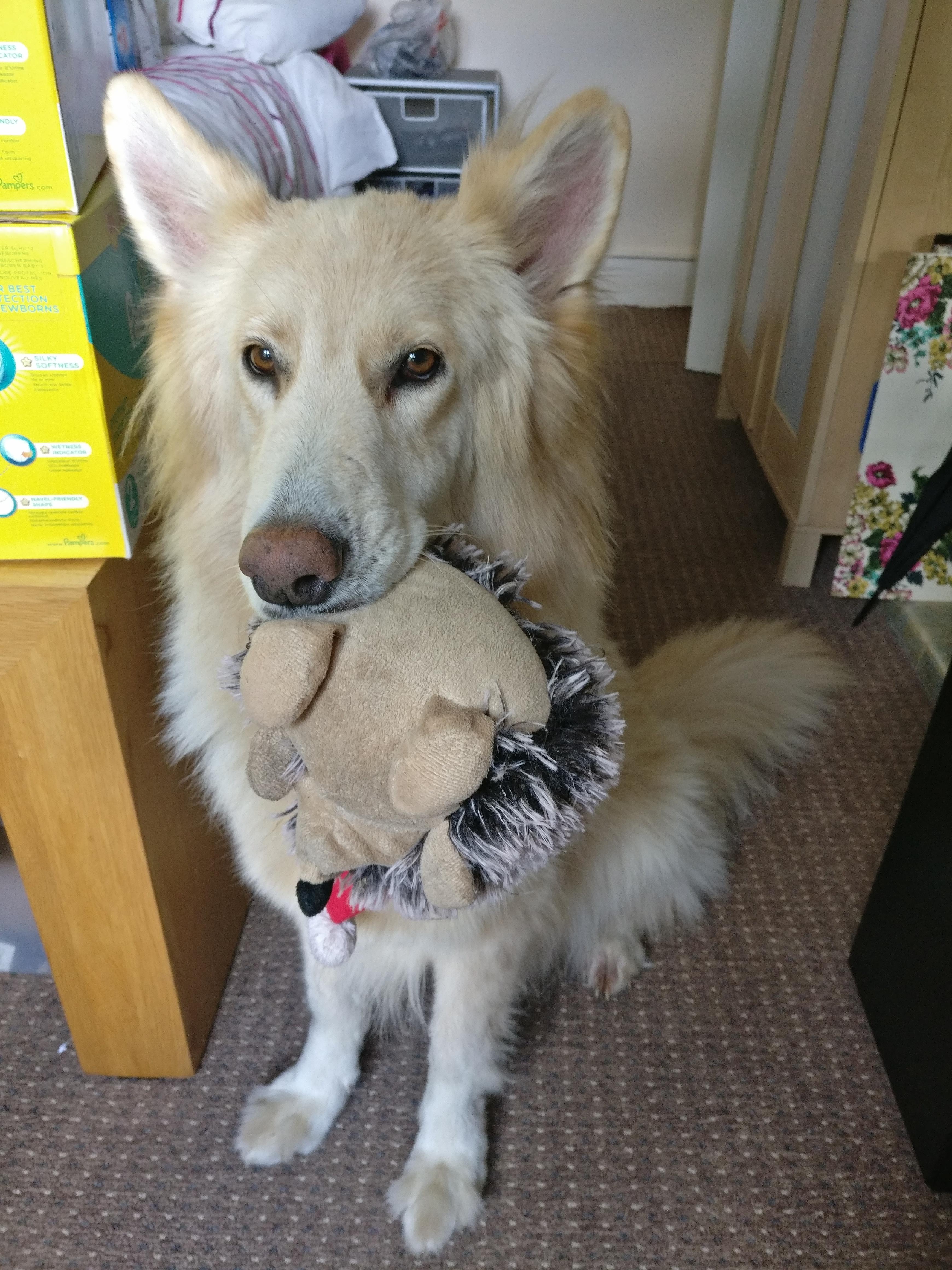 She keeps me company whenever I work from home r/germanshepherds