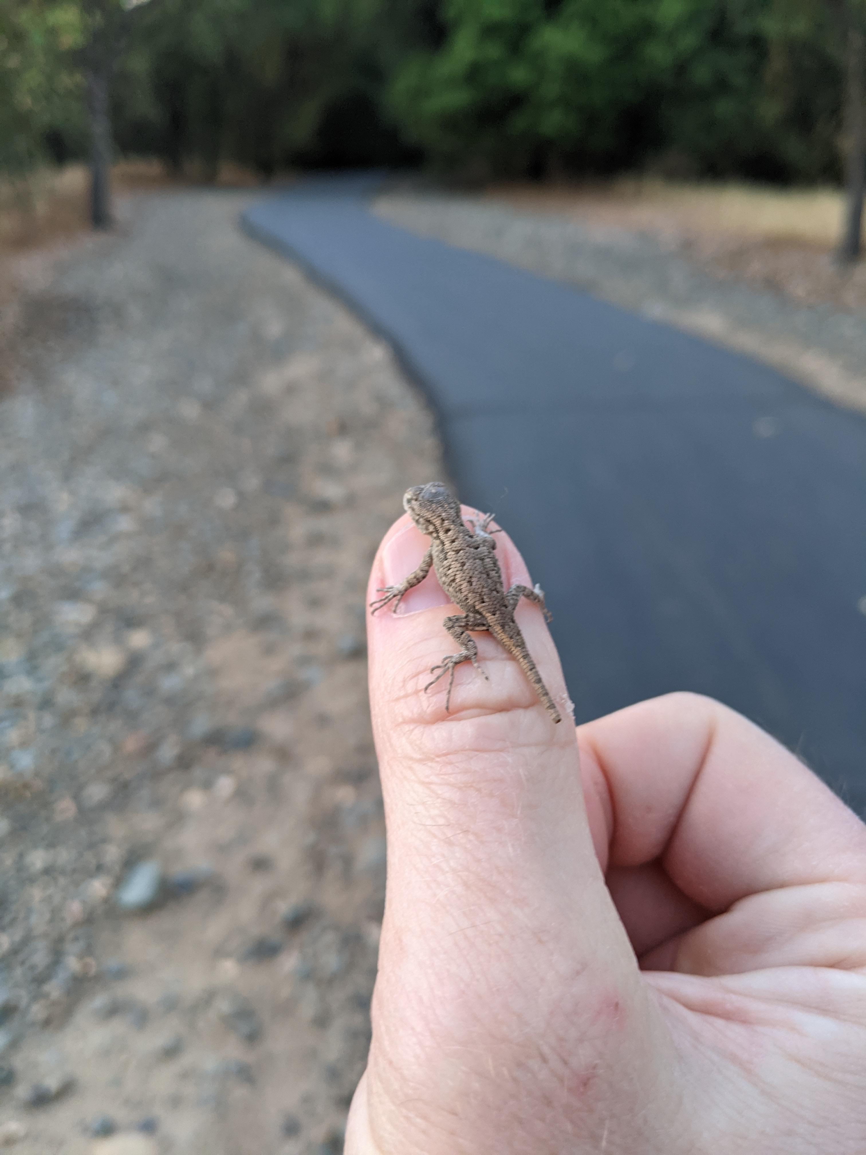 Wild baby lizard (missing tail segment) willingly crawls onto my hand