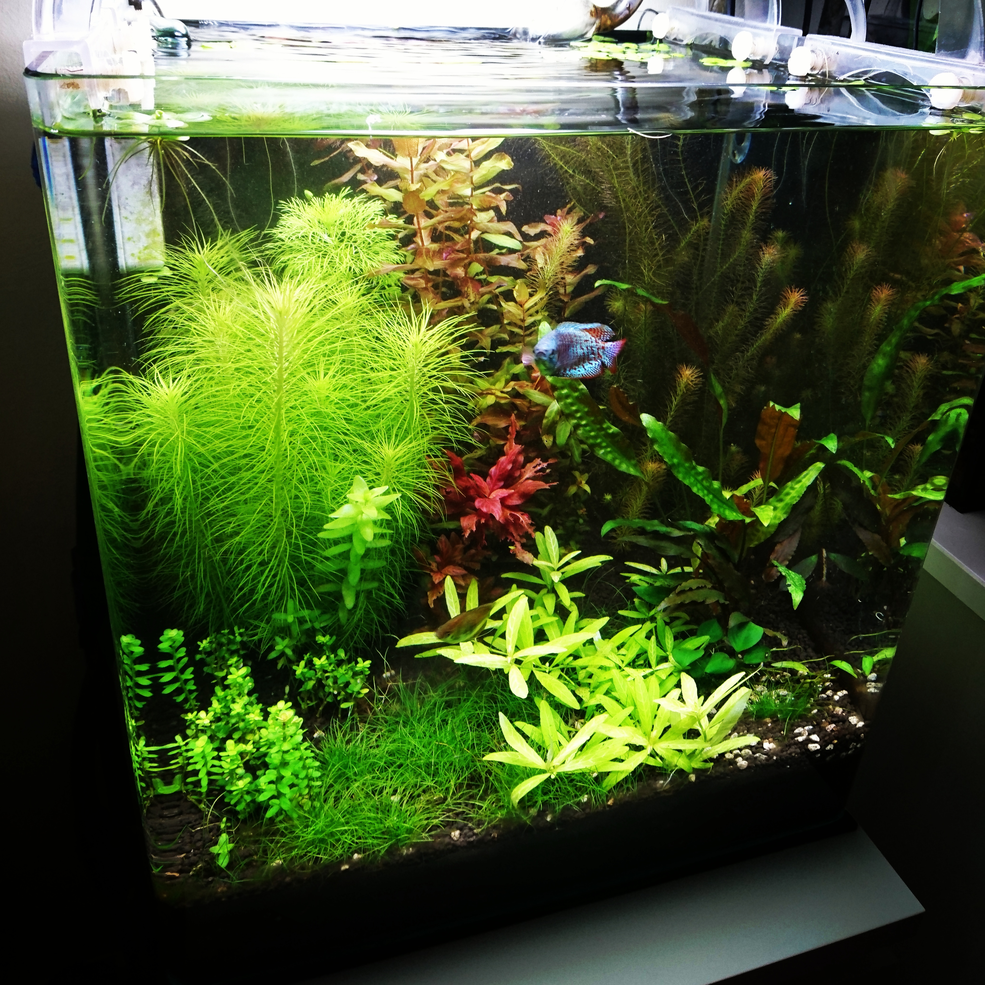 Can I Use Ro Water In Freshwater Aquarium Aquarium Views