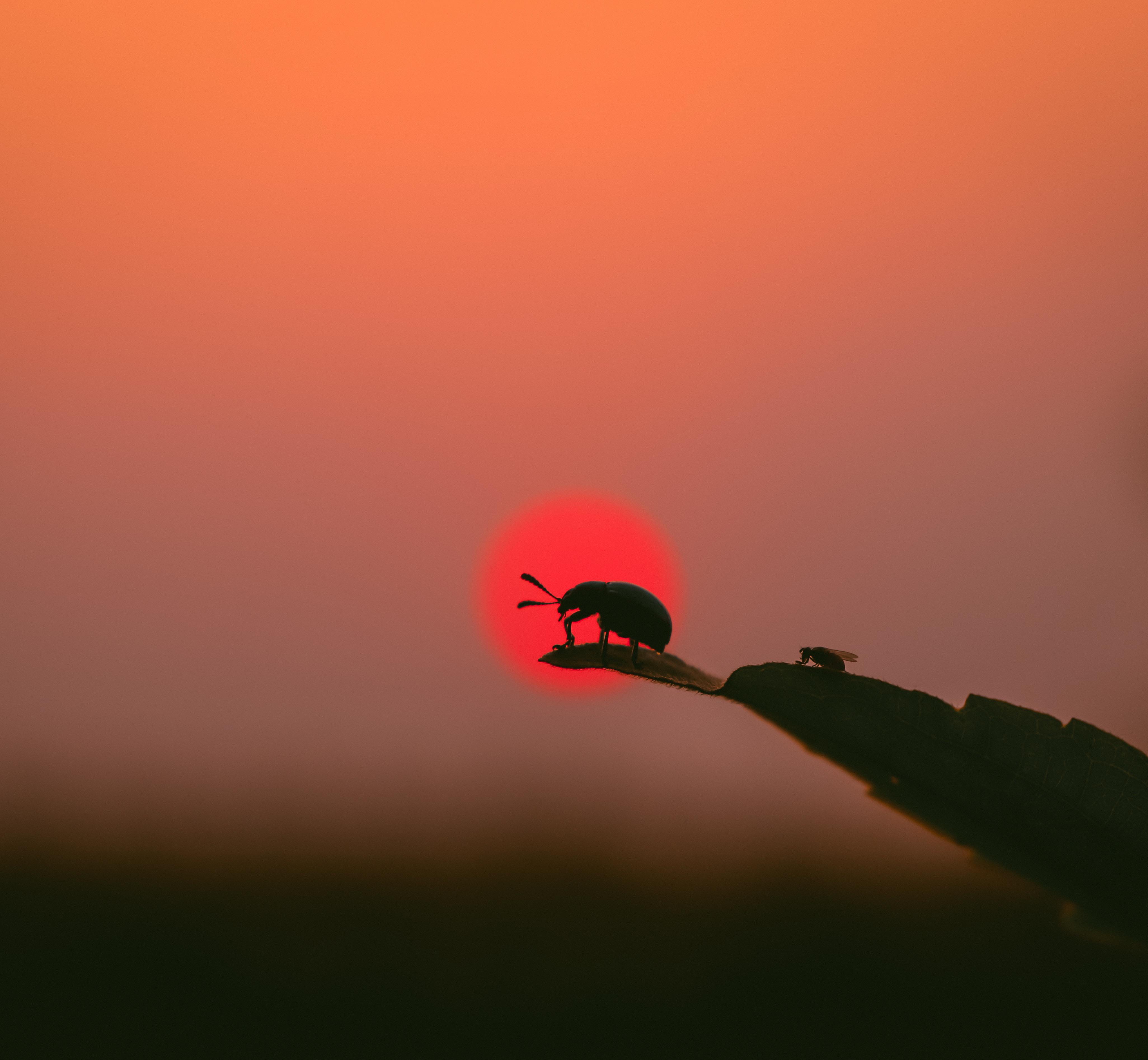 Interesting Photo of the Day Beetle Sunset Silhouette