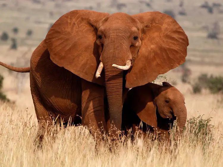 At distance, Elephants communicate though inaudible seismic waves