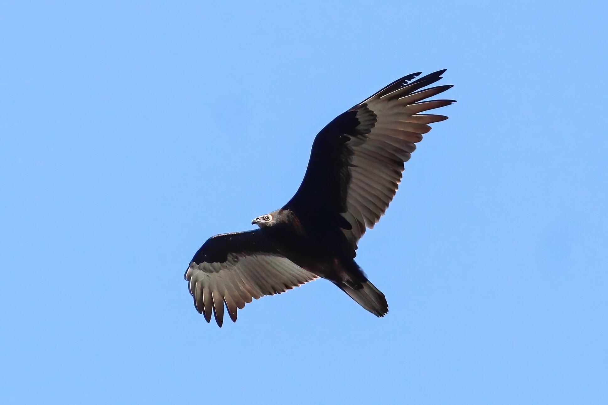 Juvenile turkey vulture. Milpitas, CA r/BirdPhotography