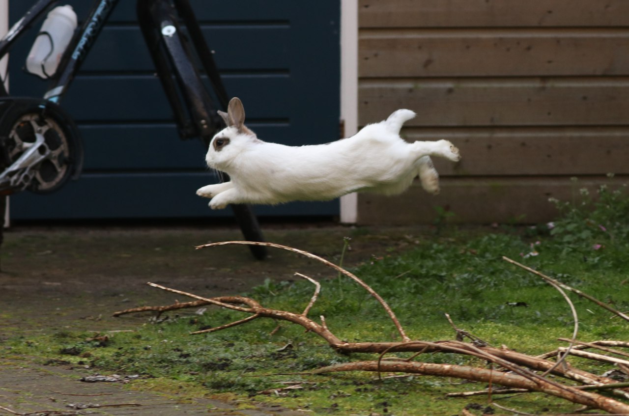 Flying bunny r/aww