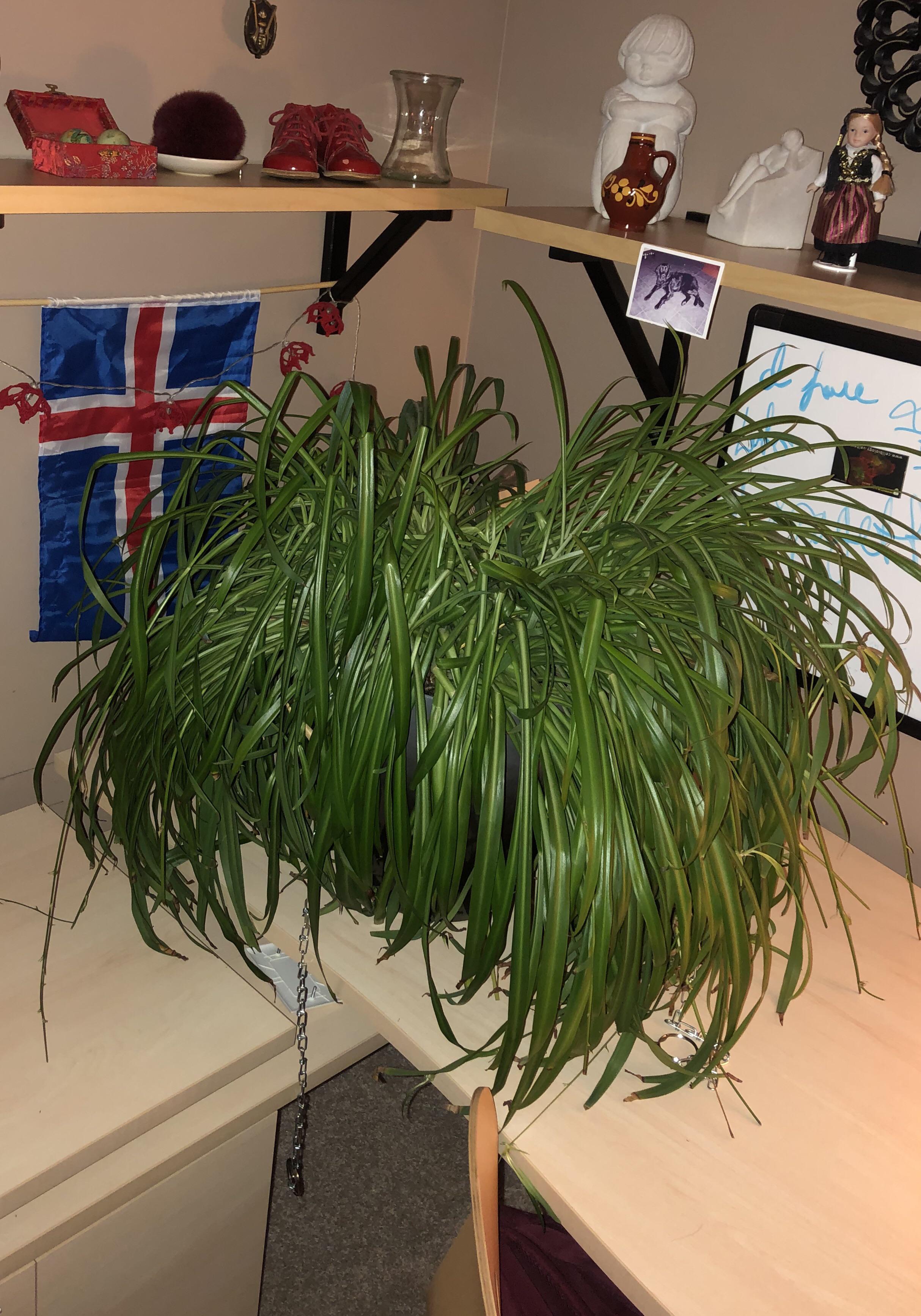This GIANT hanging spider plant that my coworker gave me. r/houseplants