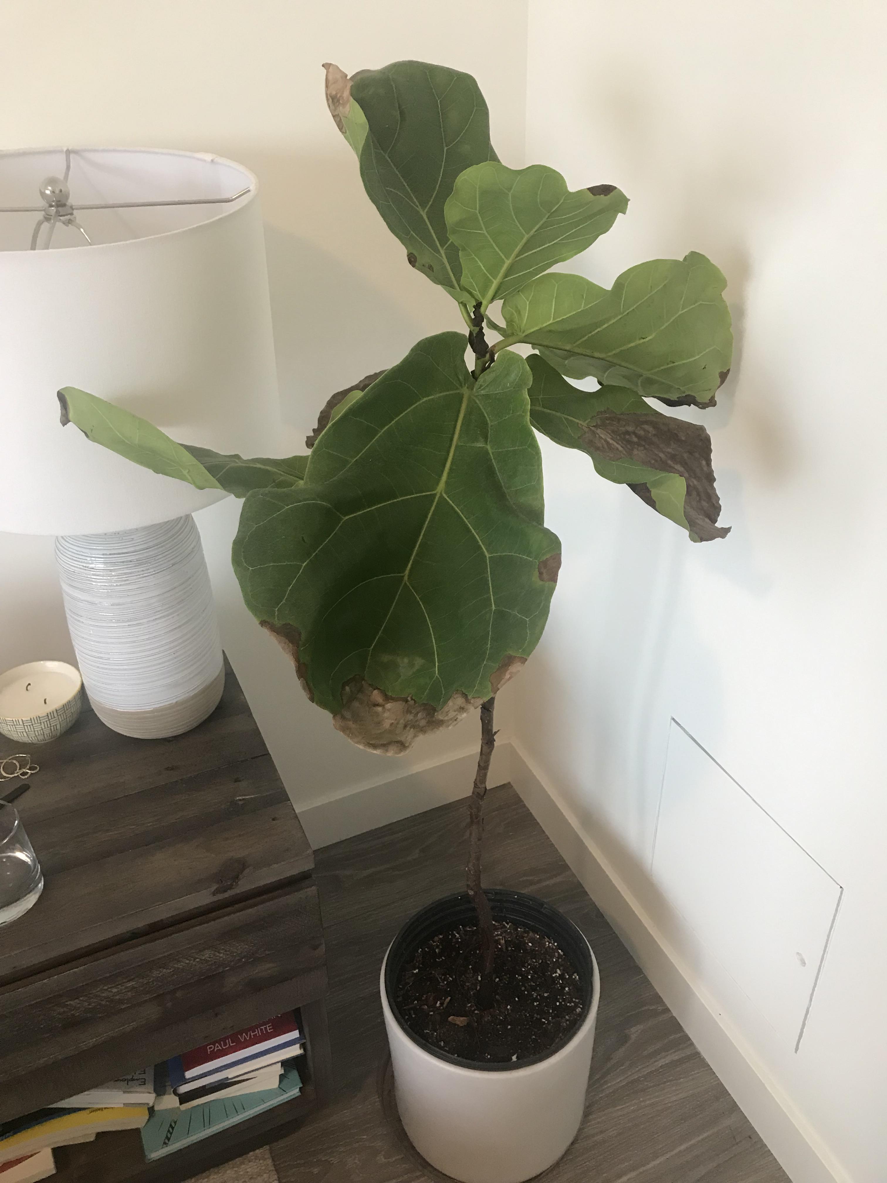 Fiddle Leaf Fig plantclinic