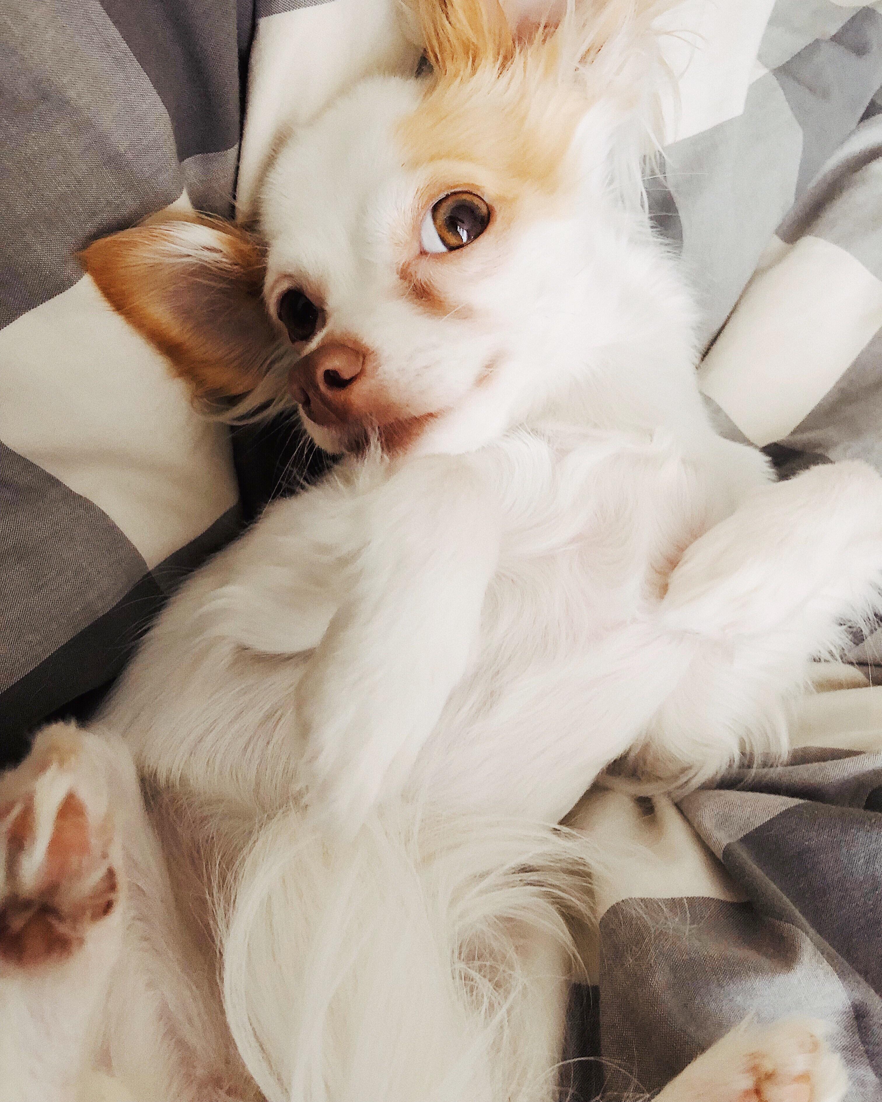 My Snuggle Buddy r/Chihuahua