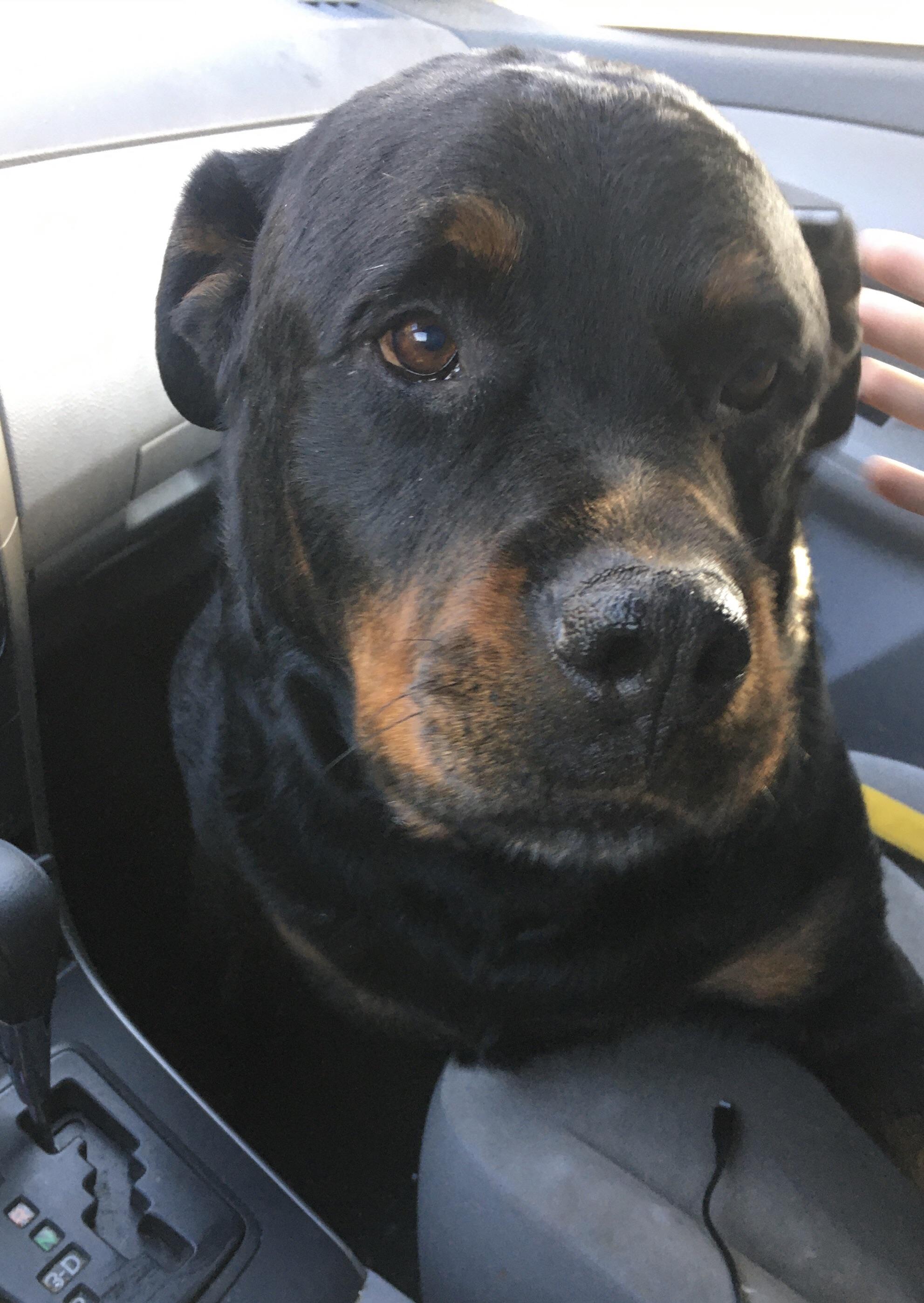 Adopt Stanley from the Bradshaw animal shelter! 🤩 or you can just take