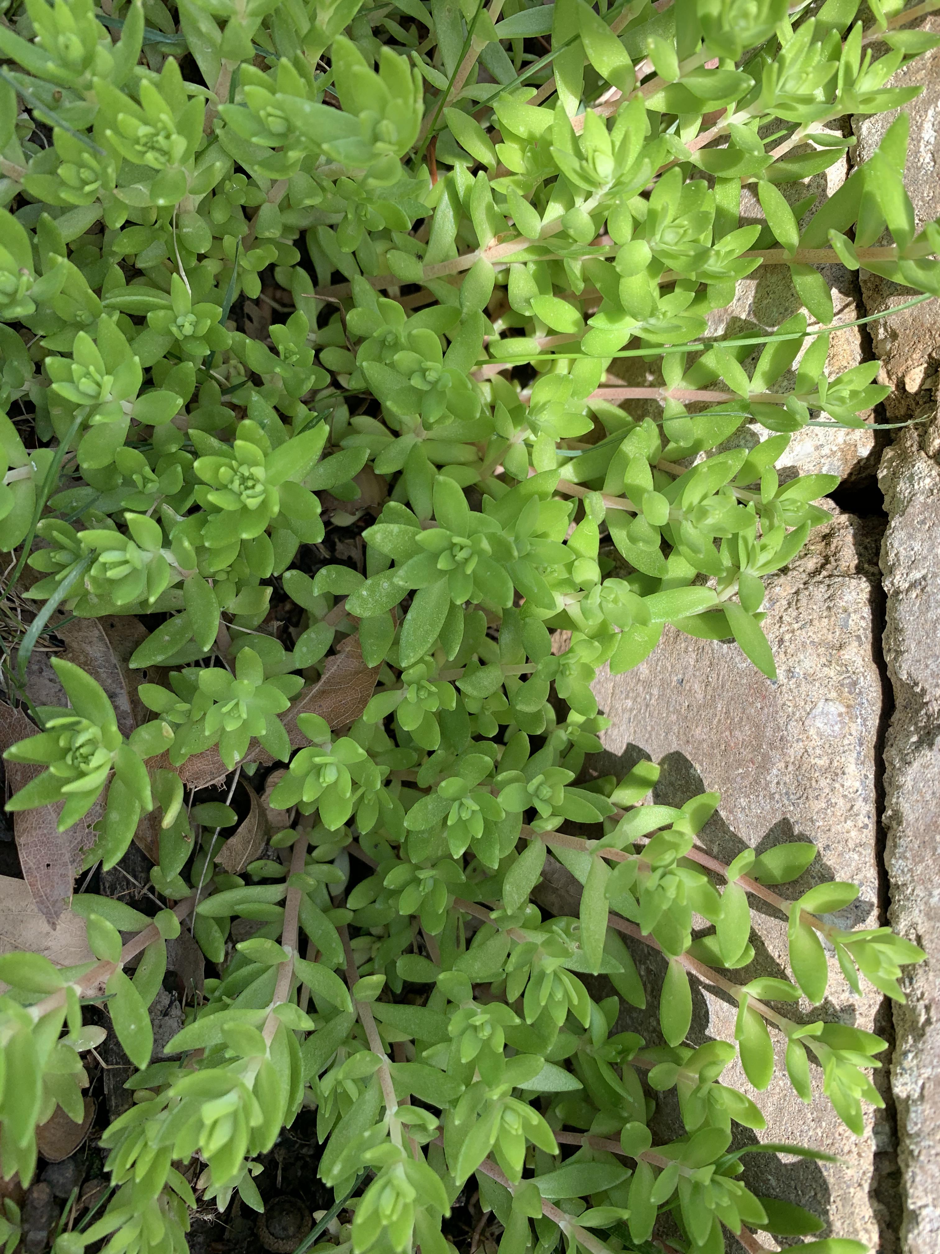 Can you help ID this plant growing in my yard? r/succulents