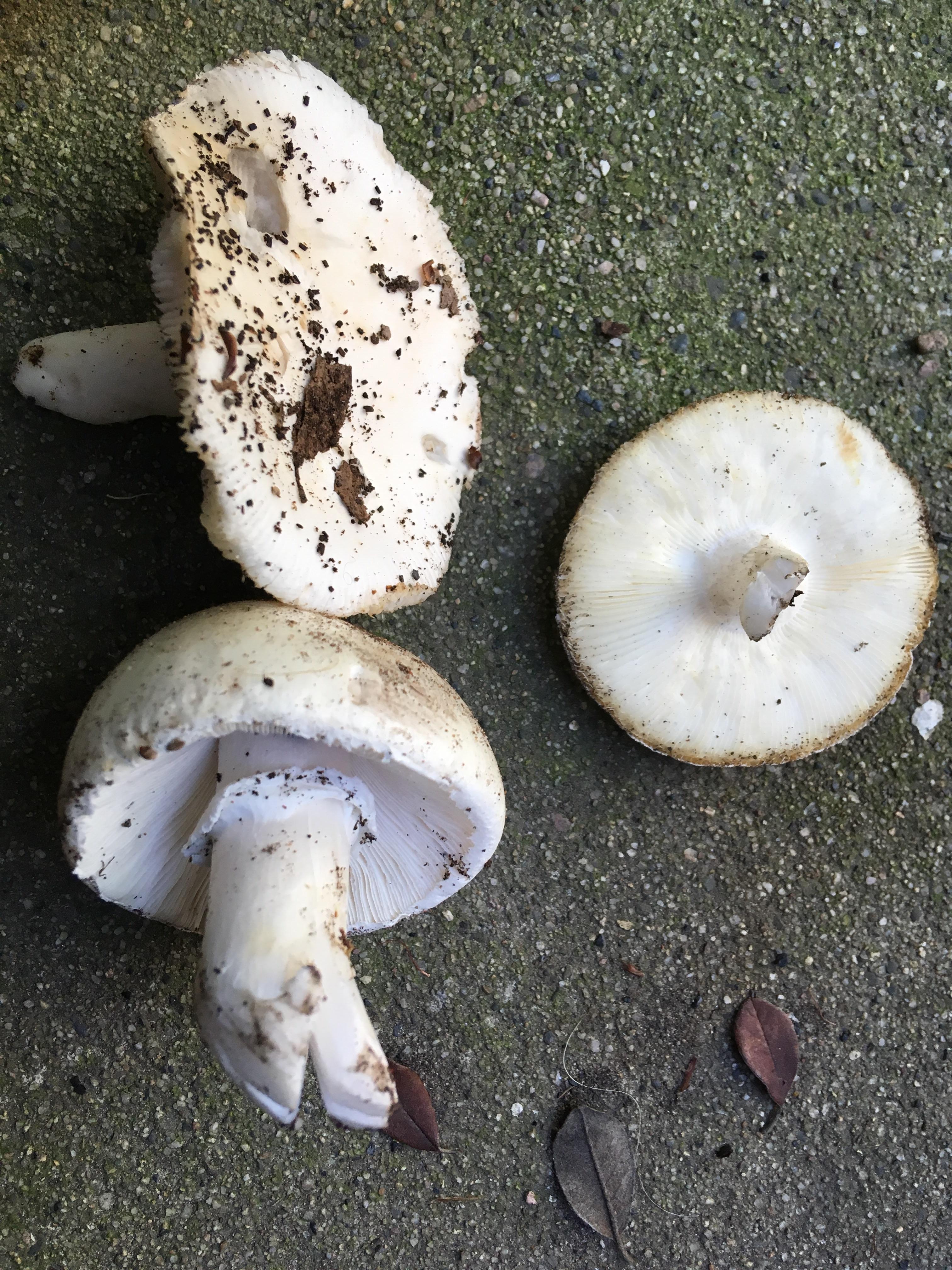 Anyone know what mushrooms these are? Found in coastal oak forests of