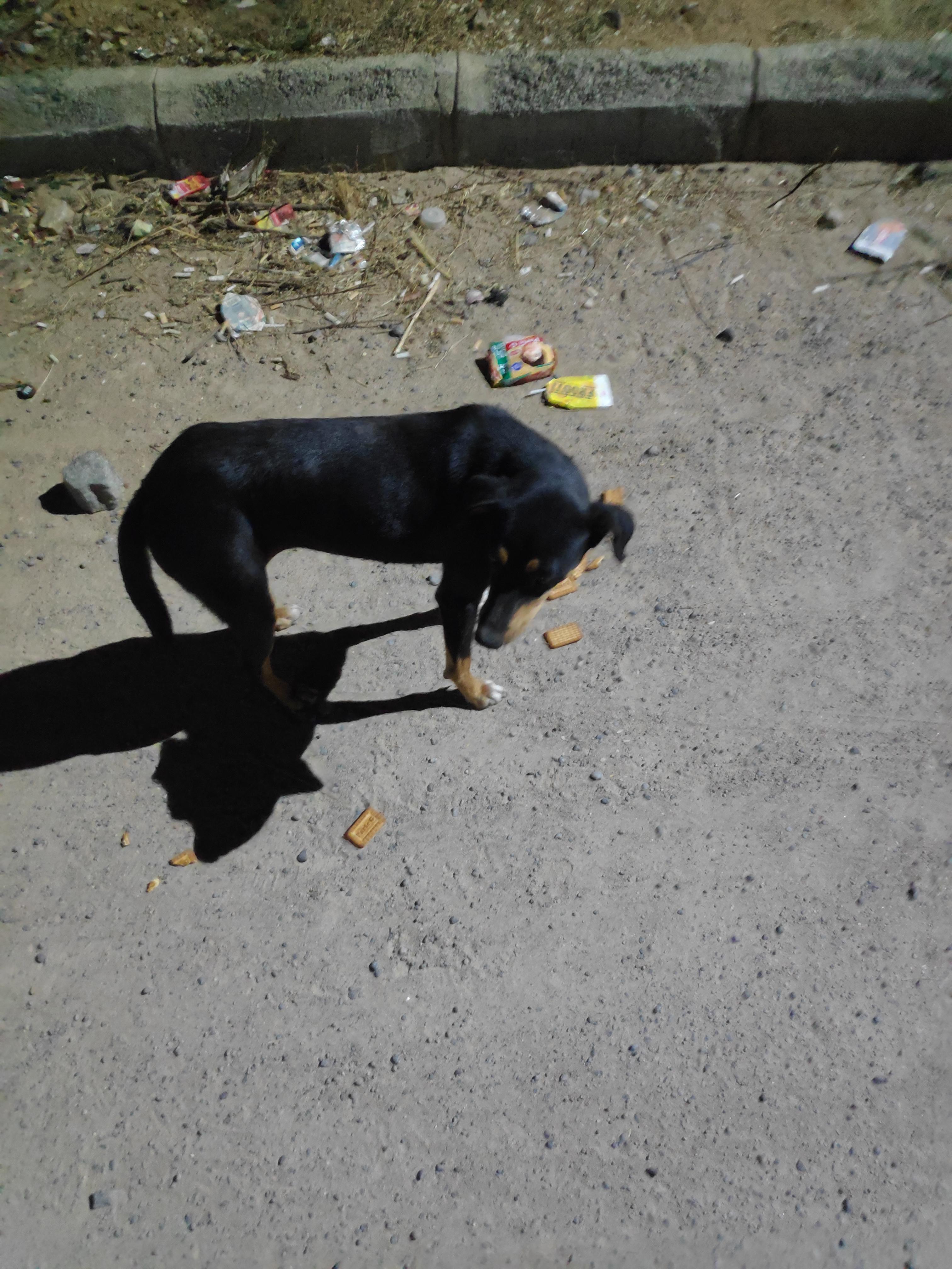 Never been this heart broken in my life ..she (street dog