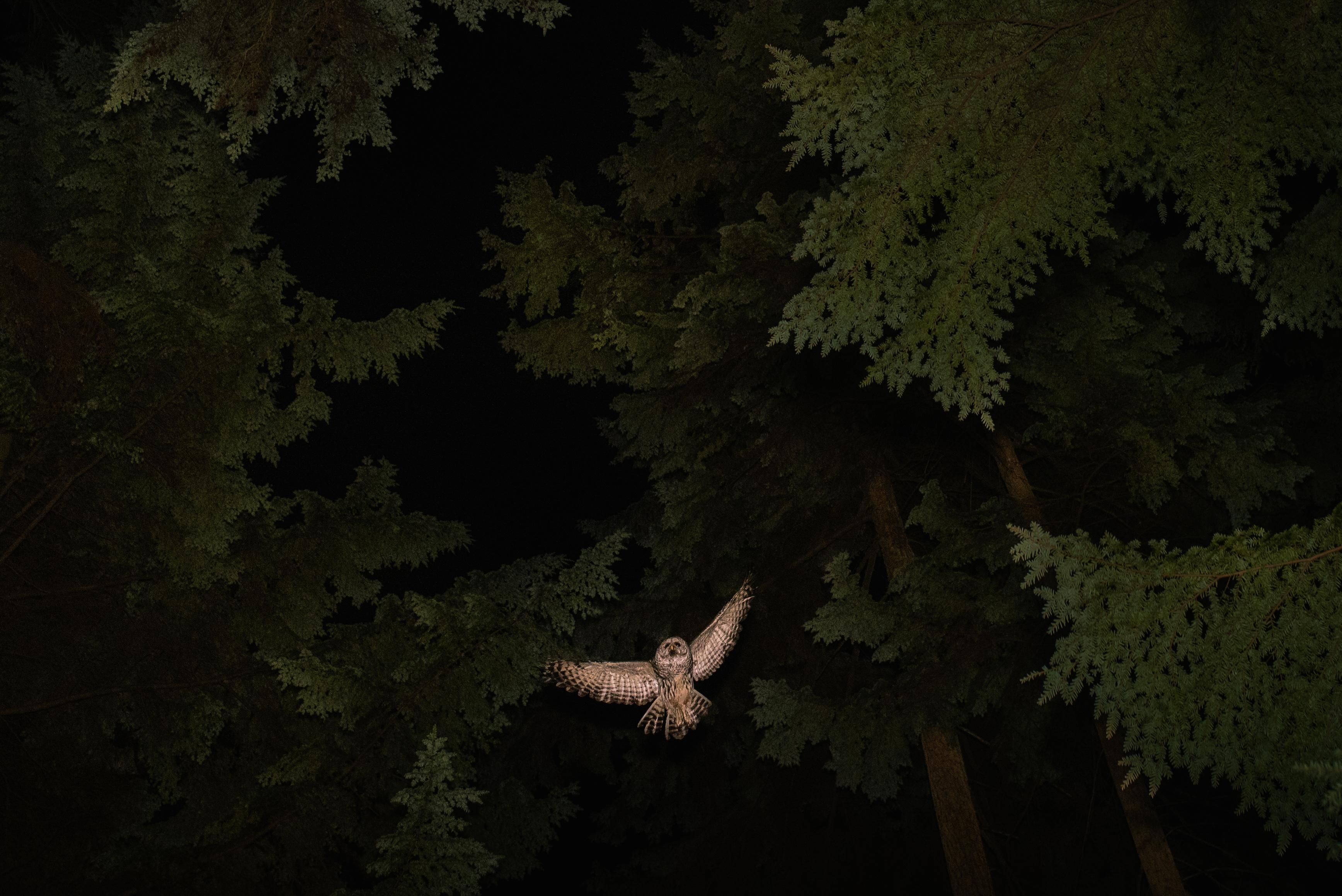 ITAP of an Owl flying over me r/itookapicture